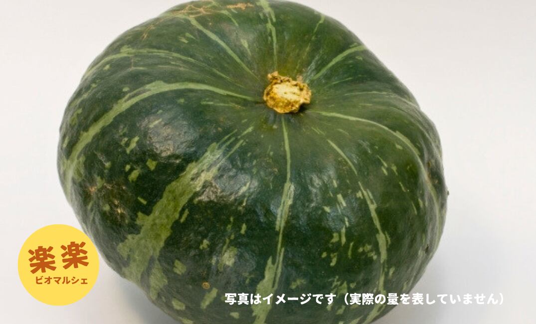 くり将軍かぼちゃ