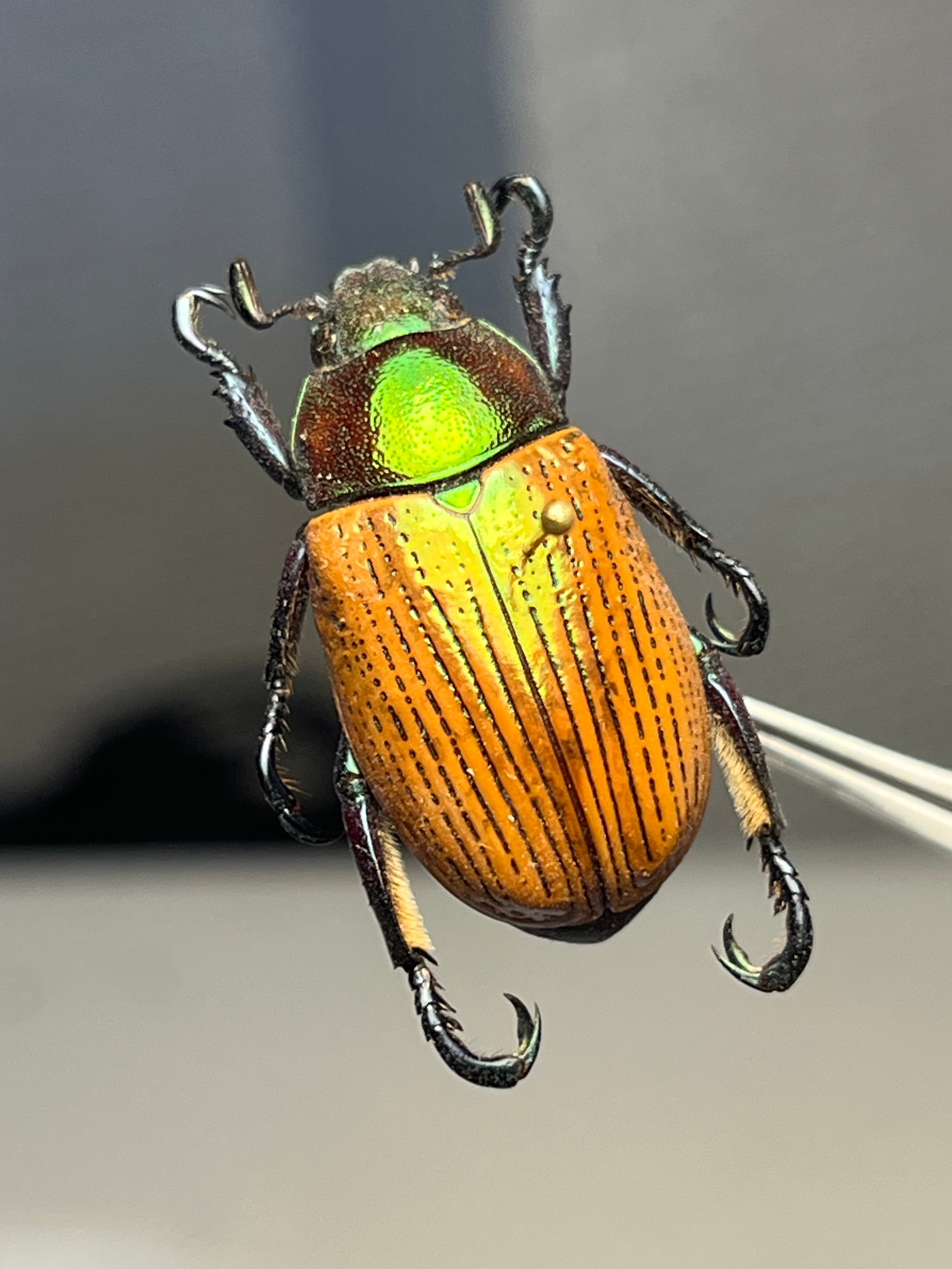 38mm】マッシロコガネ Cyphochilus 地球上で最も白い生物 プラチナ