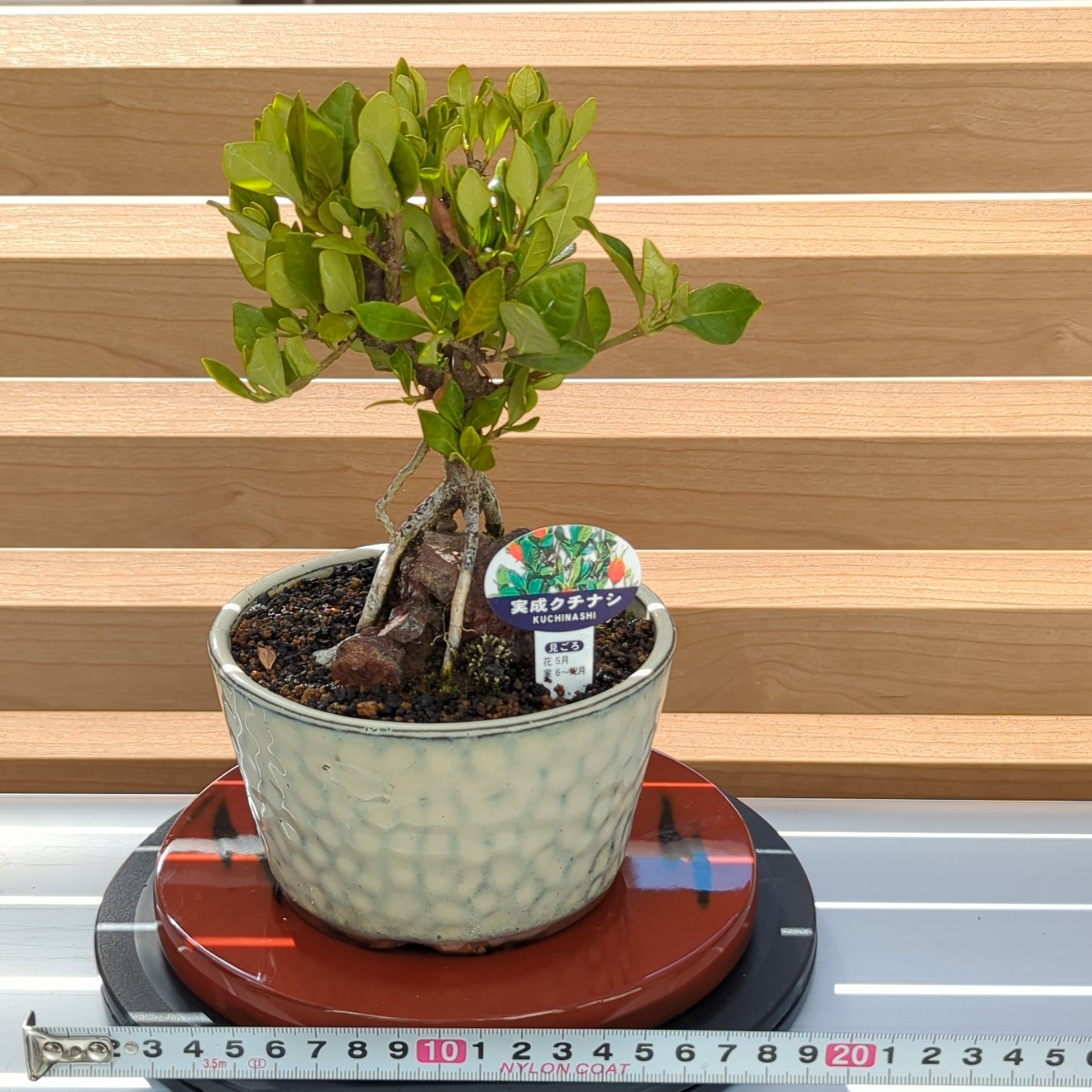 ニレケヤキ 盆栽風仕立て | BRIDGE GARDEN