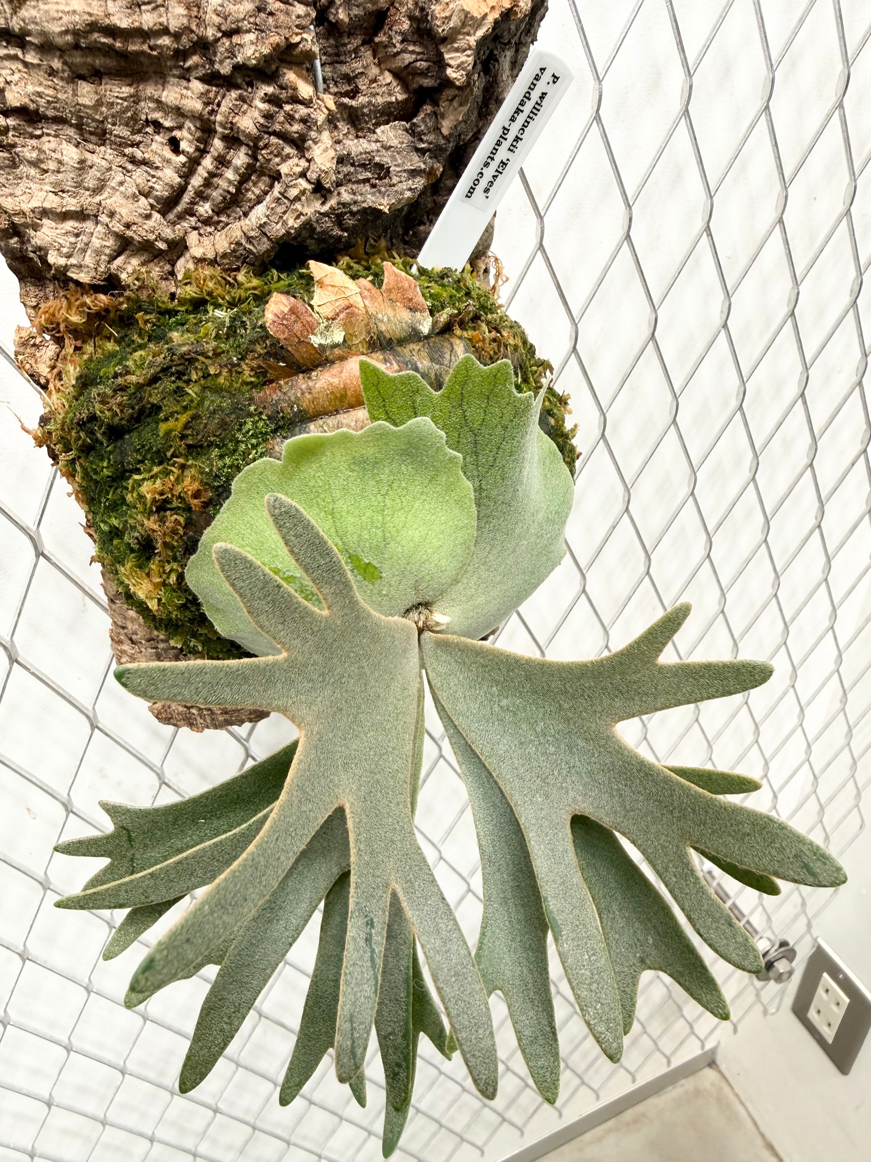 a) P. willinckii 'Elves' ビカクシダ ウィリンキー 'エルベス