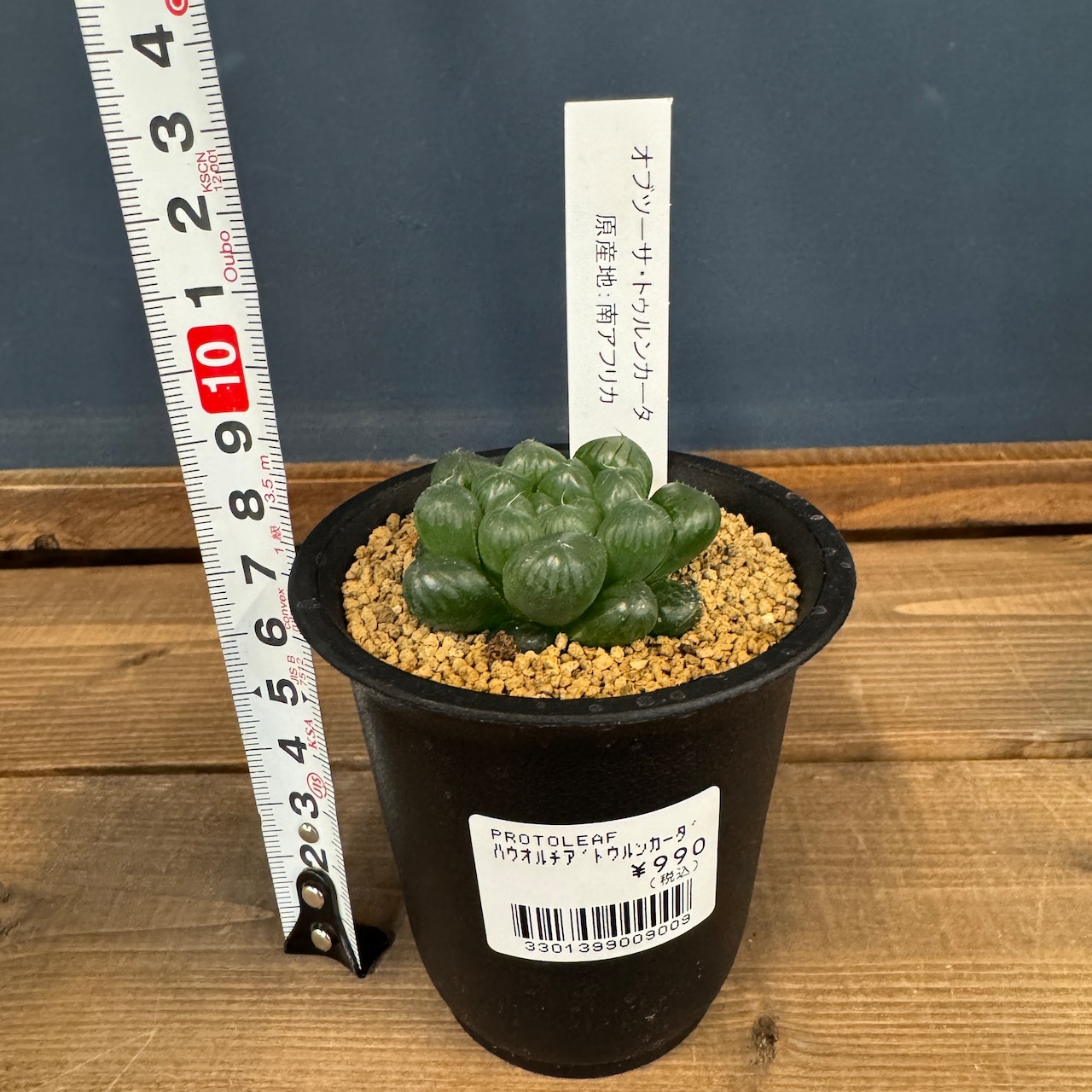 ハオルチア オブツーサ トゥルンカータ【689】