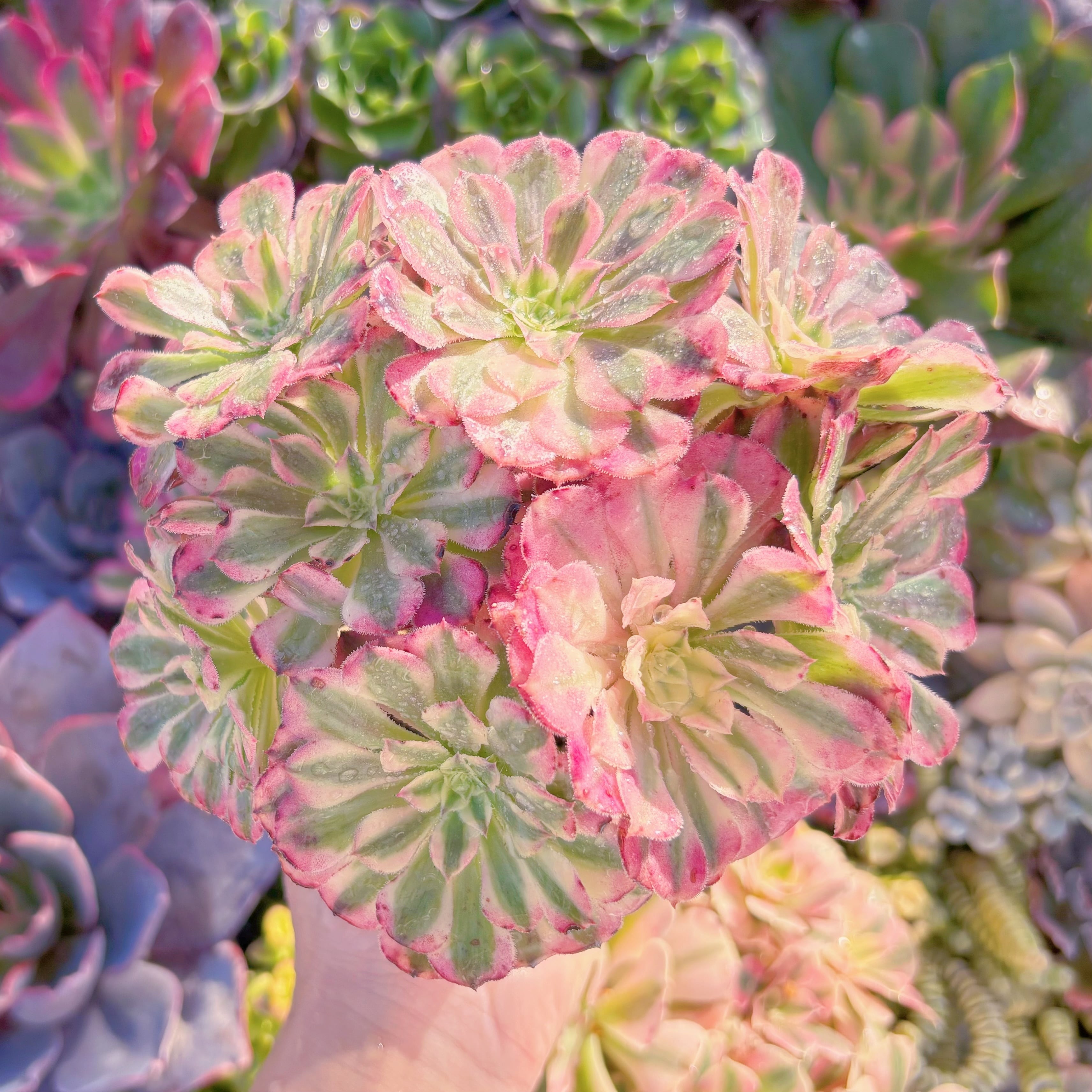 現品　ブラックチェリー変異#M282　大群生　るる農園