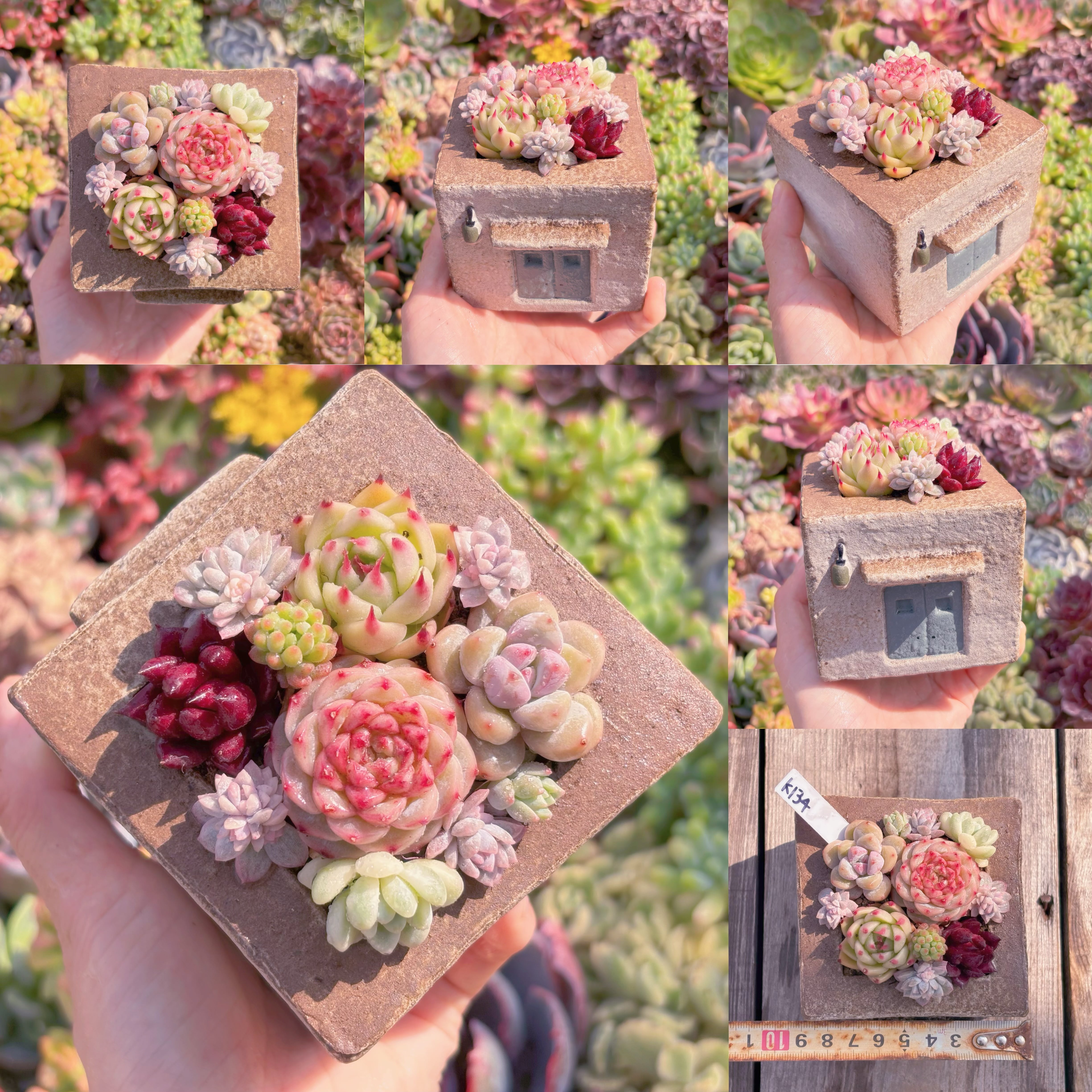 現品　ぷくぷく多肉のお家#K134　直径8.5cm　在庫僅少　るる農園