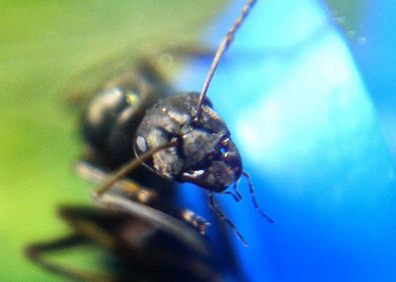 クロヤマアリ｜女王｜コロニー｜Formica japonica | あり巣 in