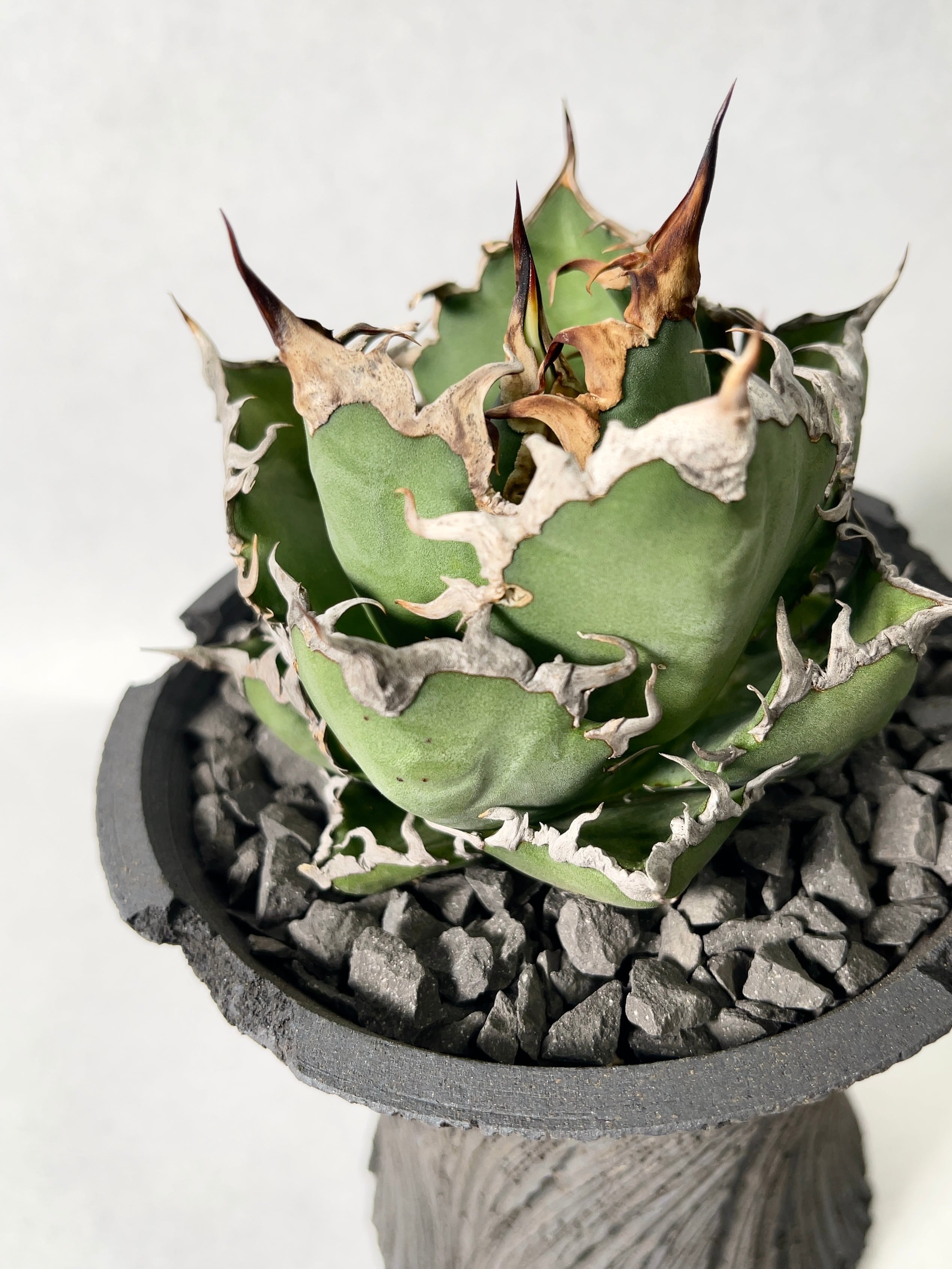 アガベ　シーザー　Dennis003 Agave Titanota Dennis003 Caesar凱撒【SOLD OUT】 みんな大好き
