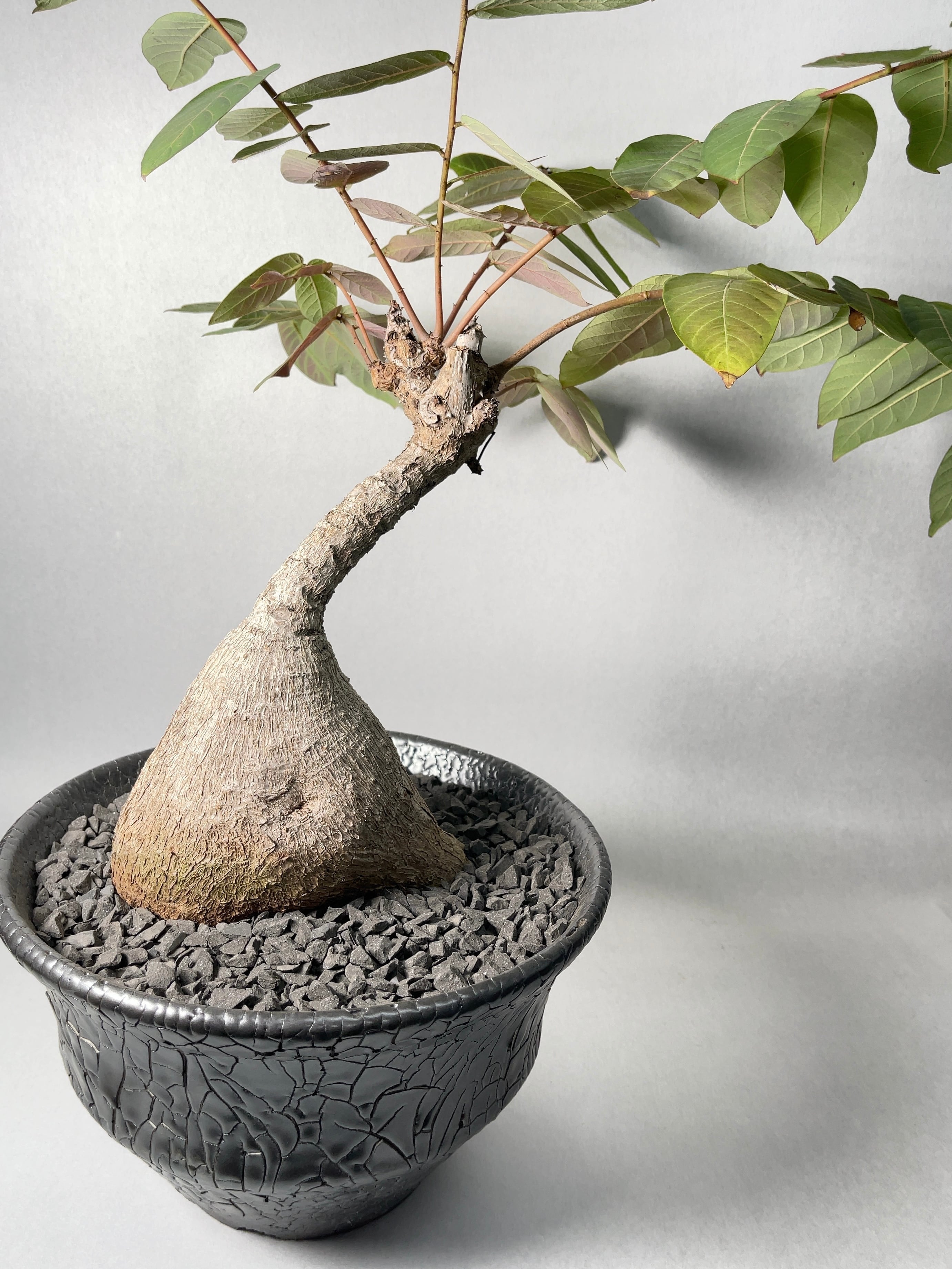 フィランサス・ミラビリス | trigger