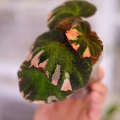 Begonia soli mutata Variegated│ベゴニア ソリムタータ バリエガータ ピンク⑤│観葉植物