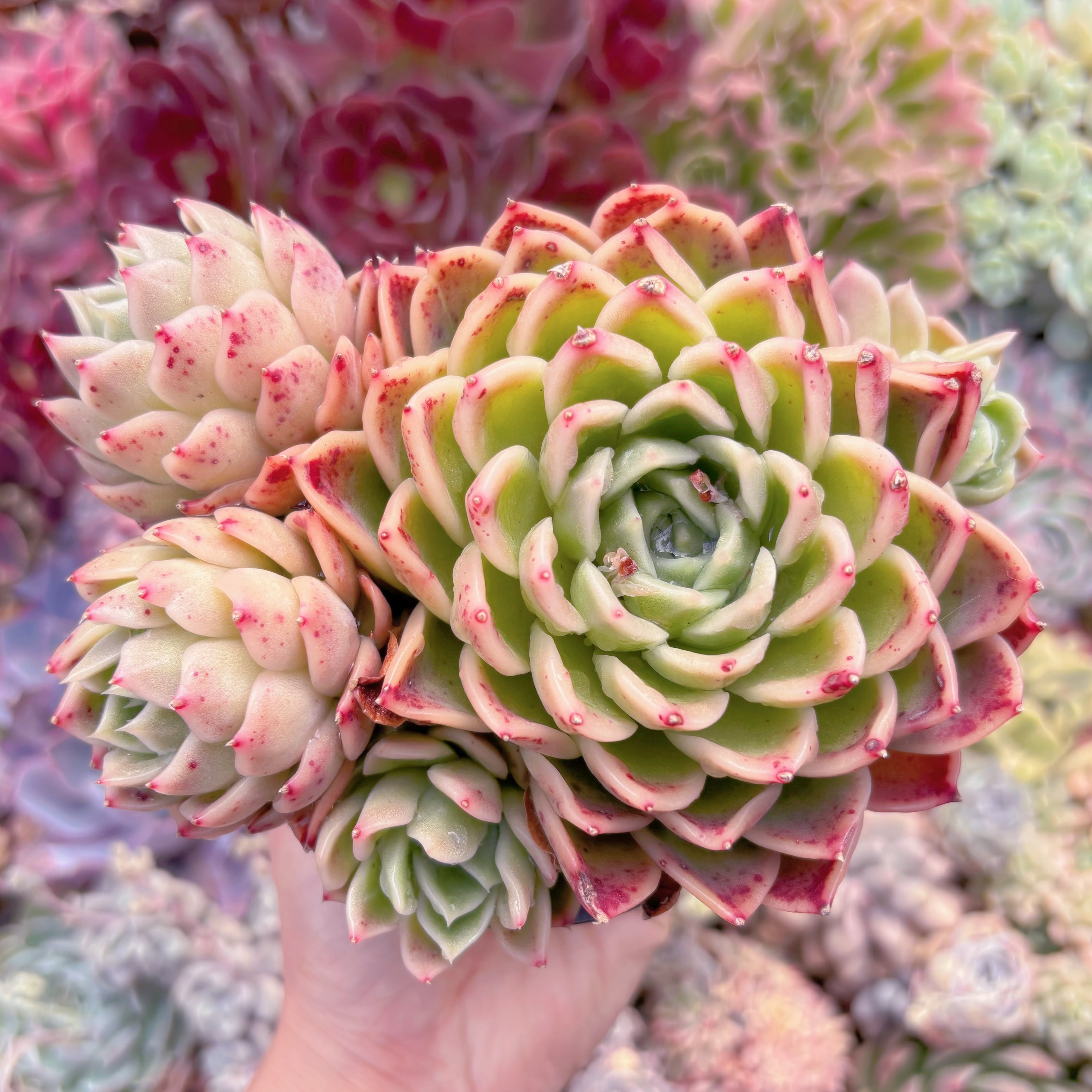 現品　ピンクシャニ#734　大群生　るる農園