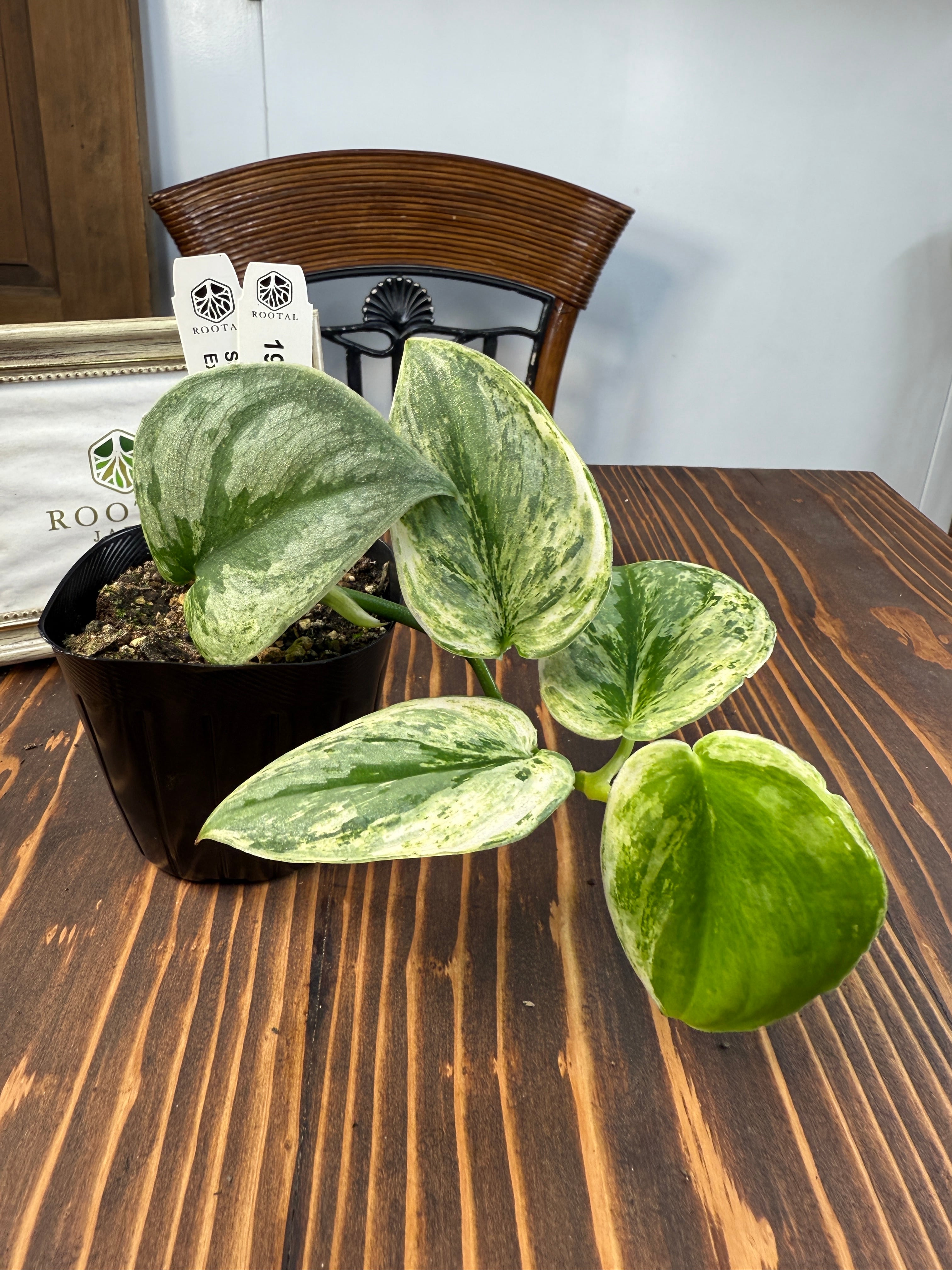 ☆1939【輝くホログラム】スキンダプサス エキゾチカ ホログラム(3.5号