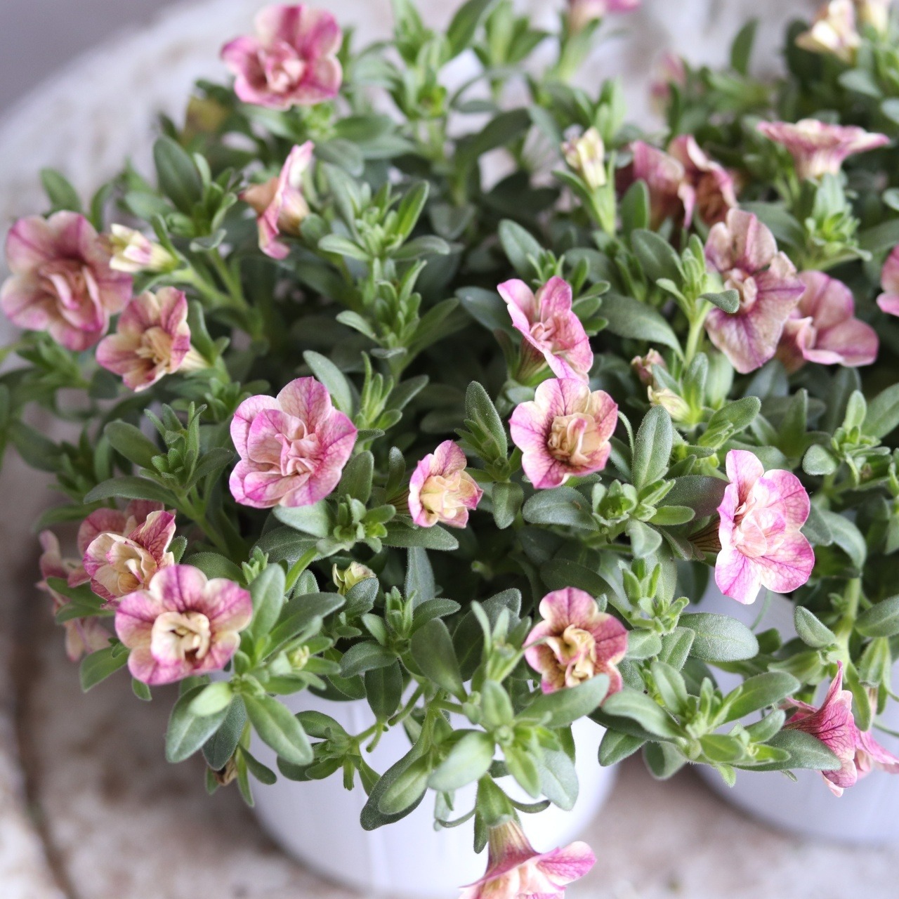 暑さに強い　カリブラコア　ティエルノダブル｜寄せ植えにオススメ、１ポットで豪華
