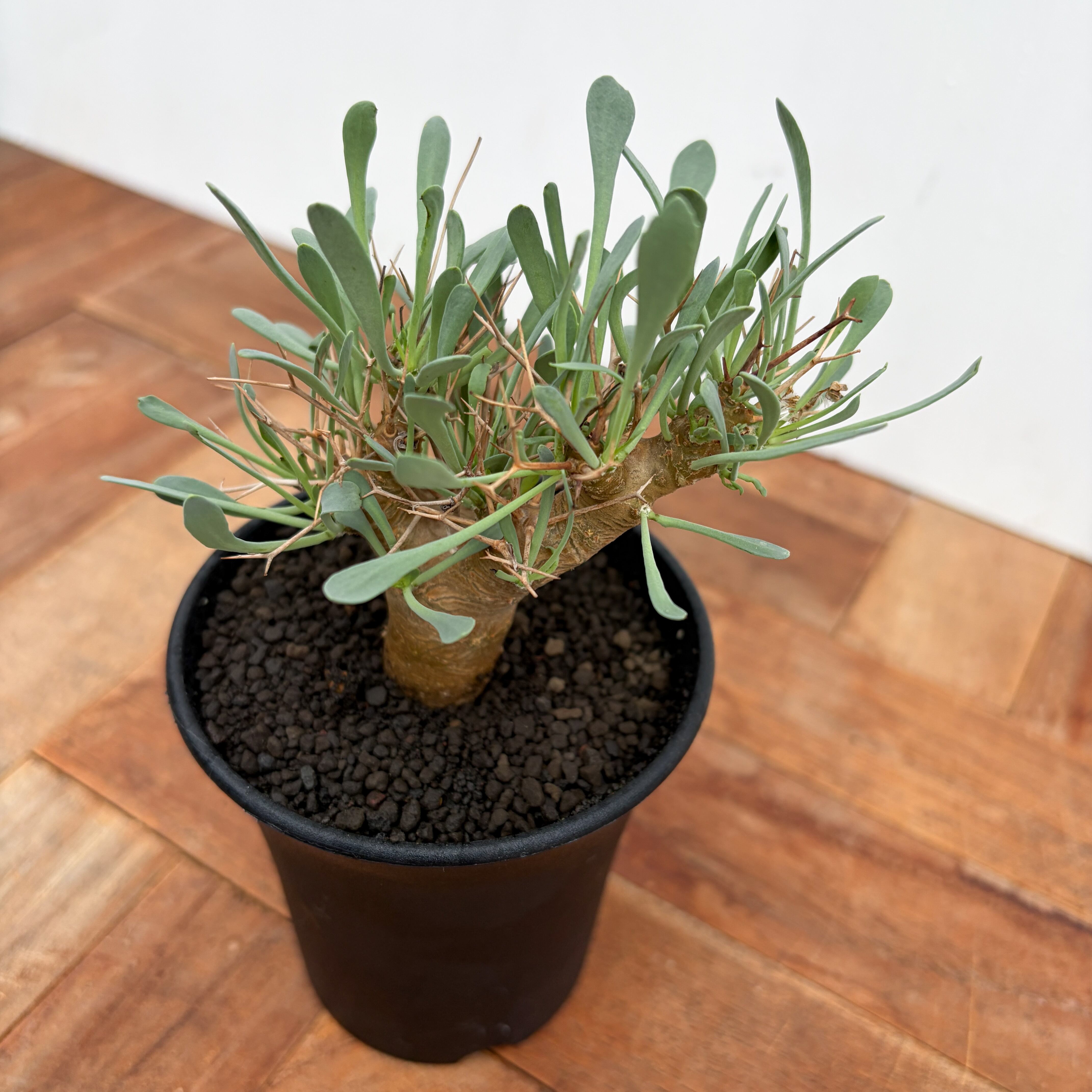 Othonna euphorbioides【オトンナ・ユーフォルビオイデス・実生