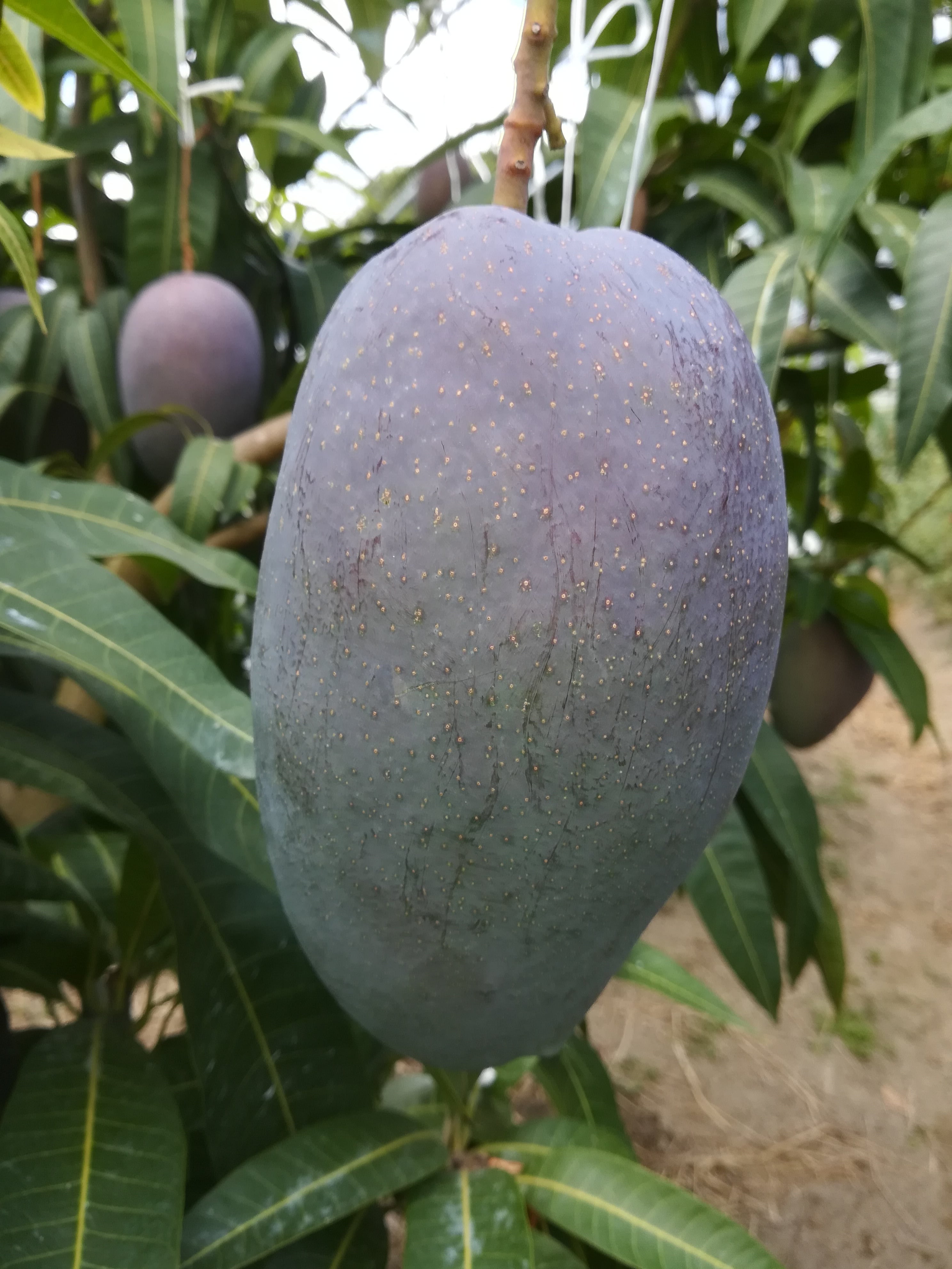 ピヨにゃんマンゴー 玉文（ギョクブン）1㎏ | piyonyanfarm