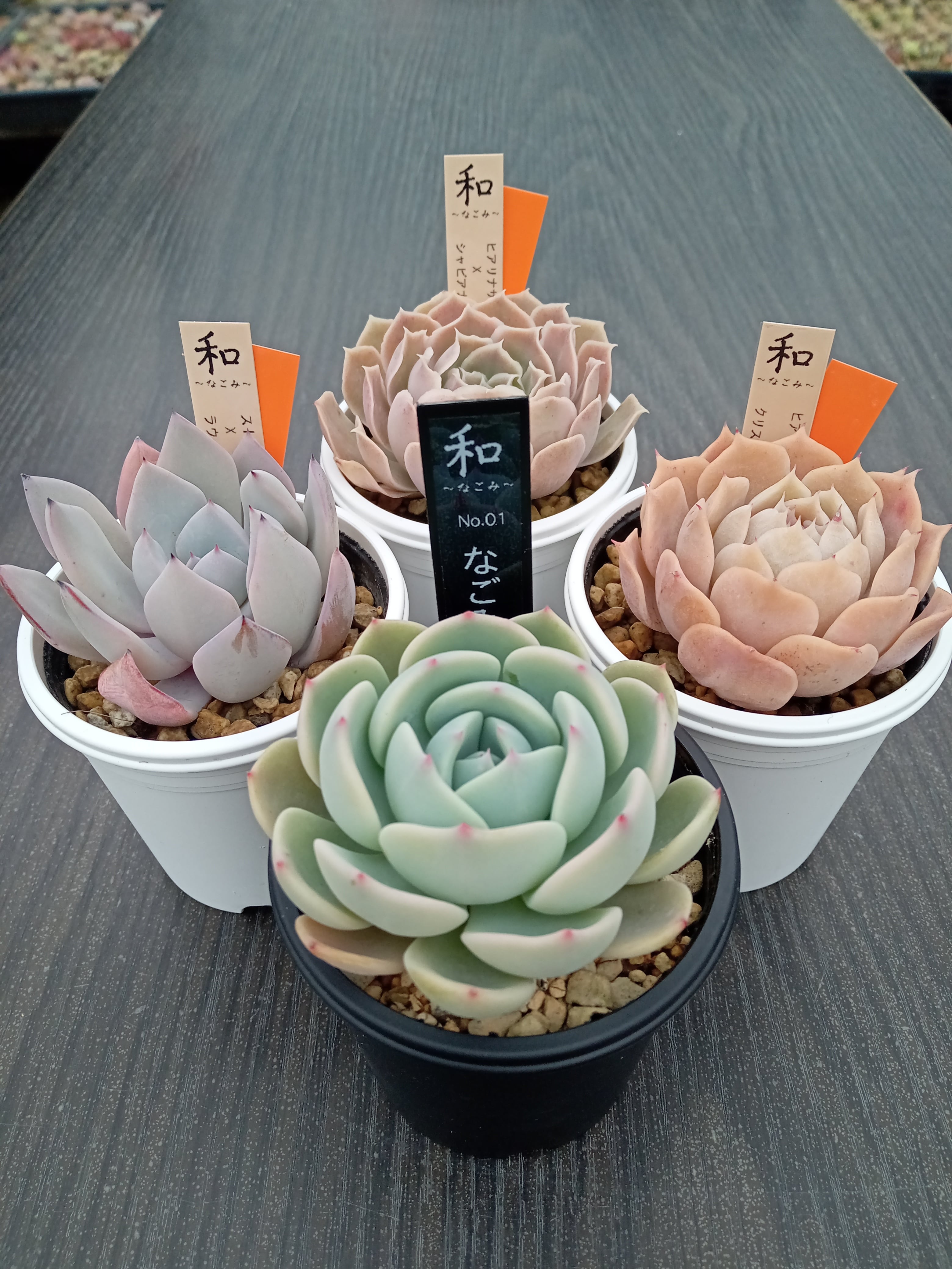ハートチョイス☓ストリクチフローラノヴァ | 多肉植物 和〜なごみ〜