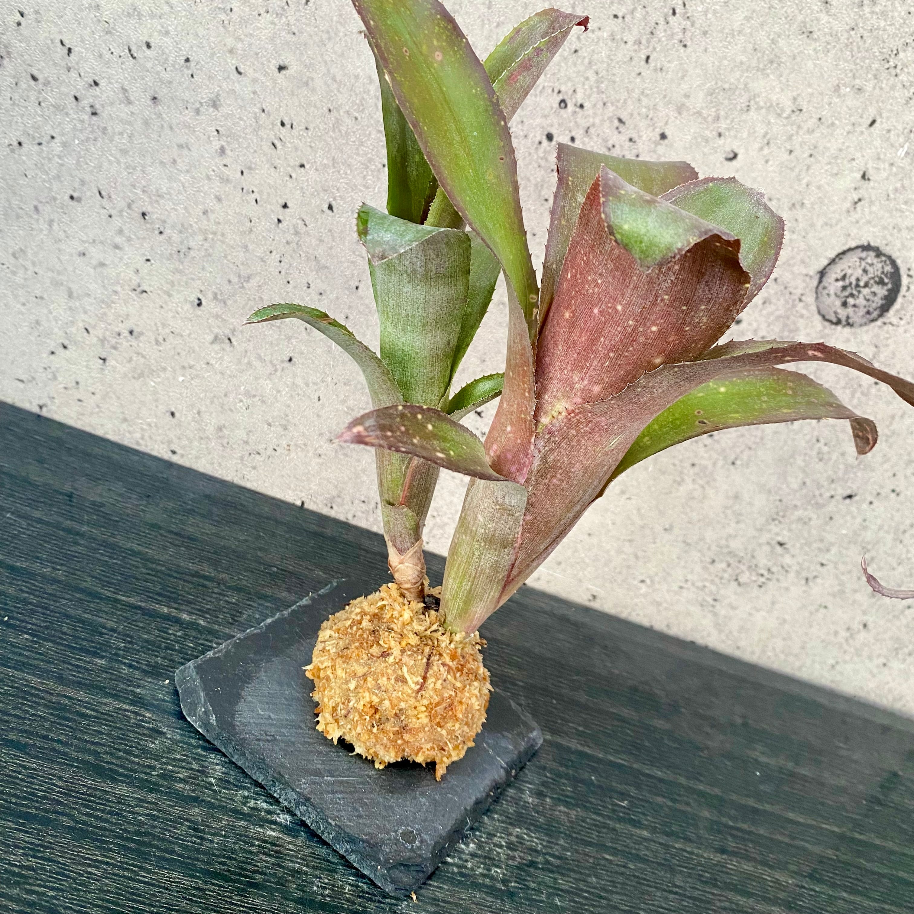 タンクブロメリア | Planet Plants プラネットプランツ