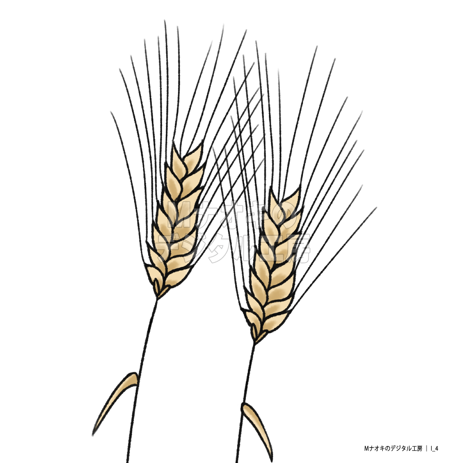 大麦　barley