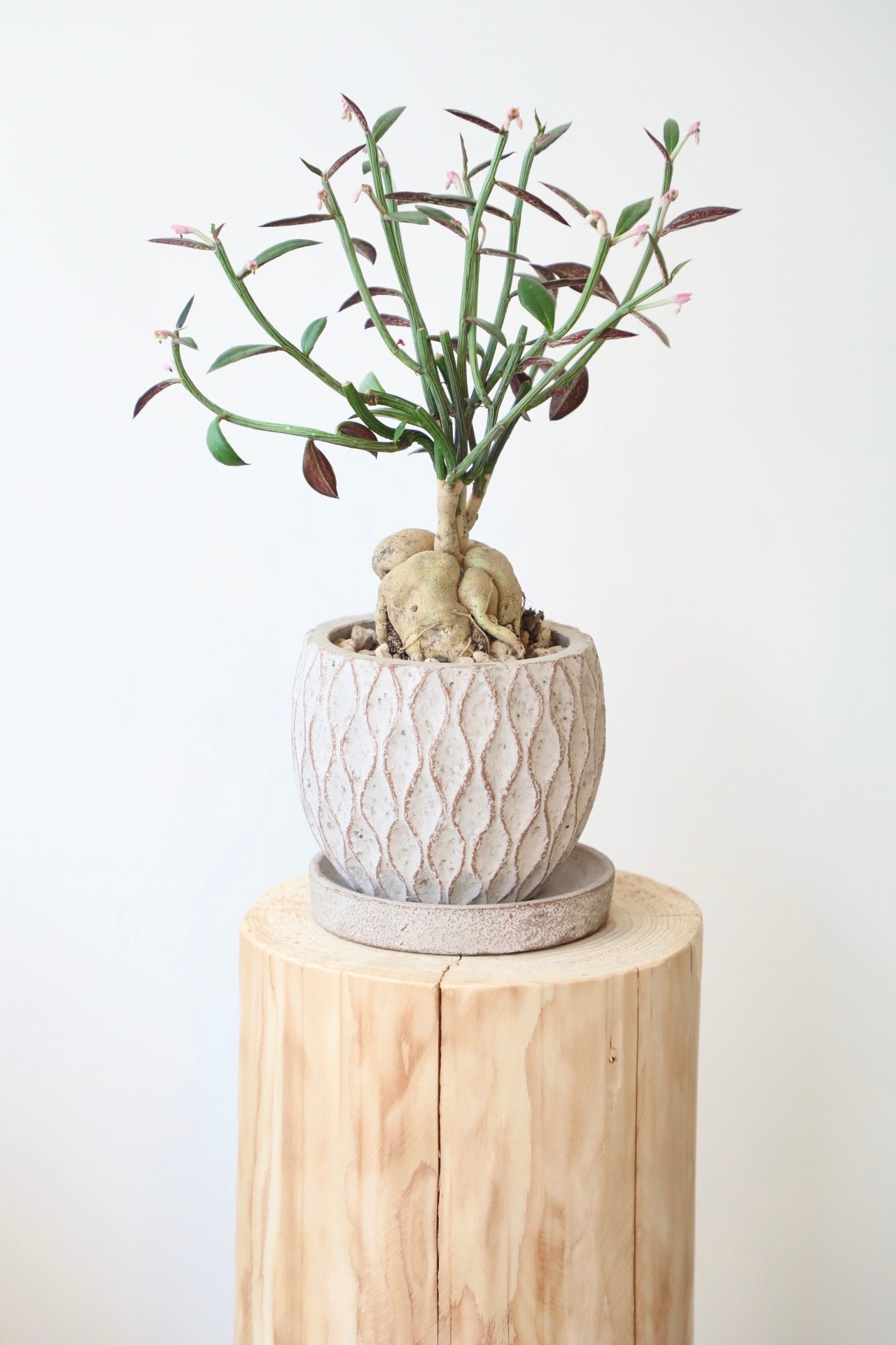 モナデニウム ルベルム/Monadenium montanum var. rubellum　※陶器鉢付き