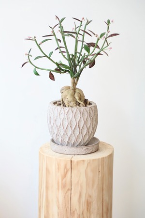 モナデニウム ルベルム/Monadenium montanum var. rubellum　※陶器鉢付き