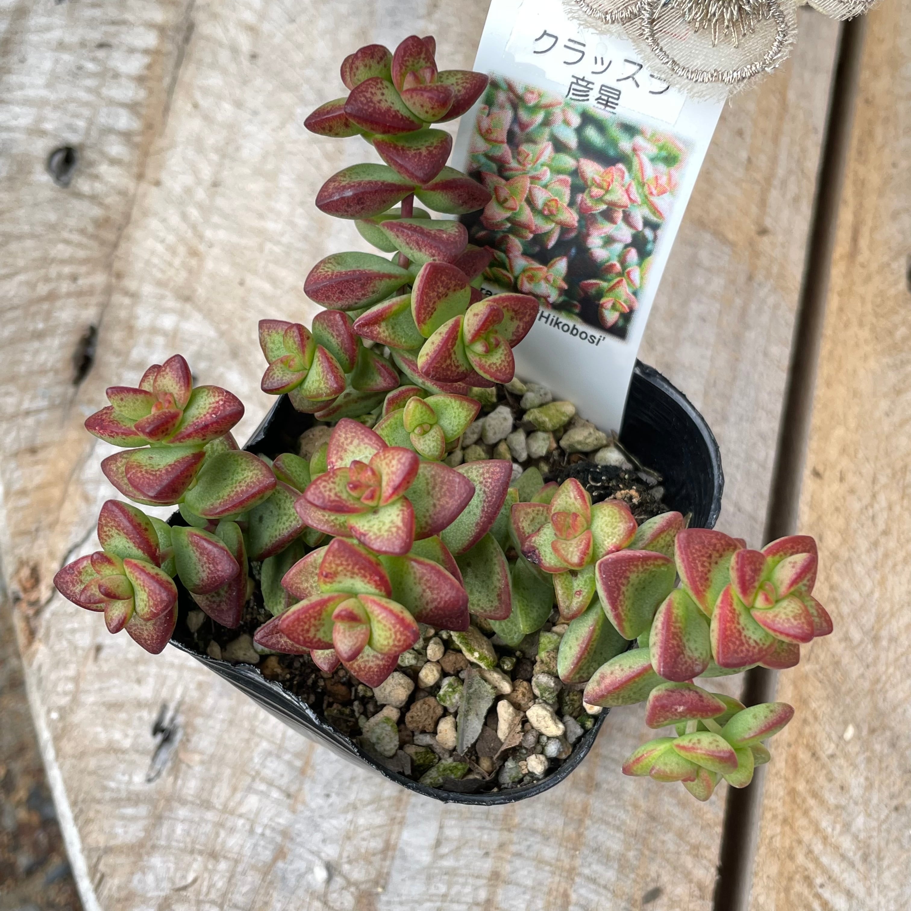 彦星 クラッスラ | RuPo 多肉植物専門店