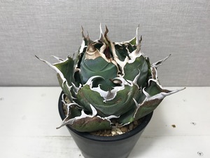アガベ チタノタ '白鯨'（ハクゲイ）