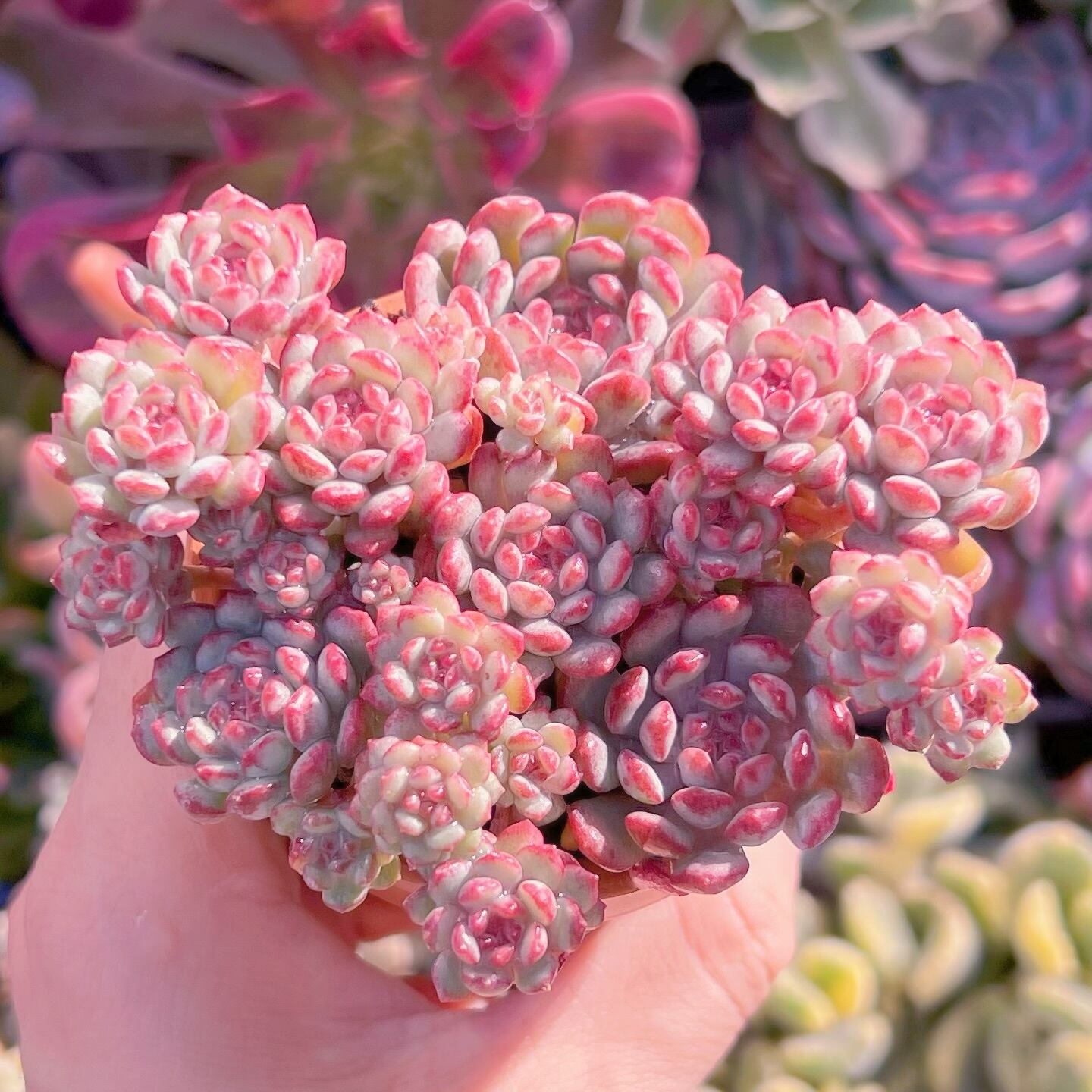 現品　萌豆#093   群生　るる農園