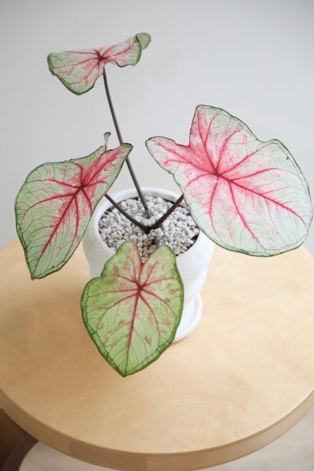 S】カラジウム トッツィ/Caladium | 【厳選植物・器】MIDORI DOUMEI 翠