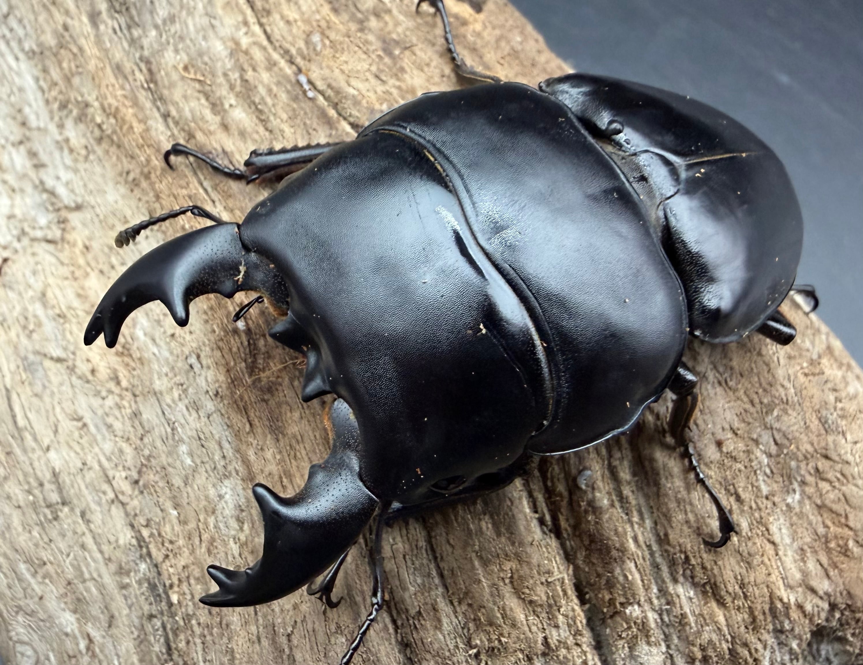 属内最高峰】トゲトゲヘンテコゾウムシ Gagatophorus 標本甲虫フン