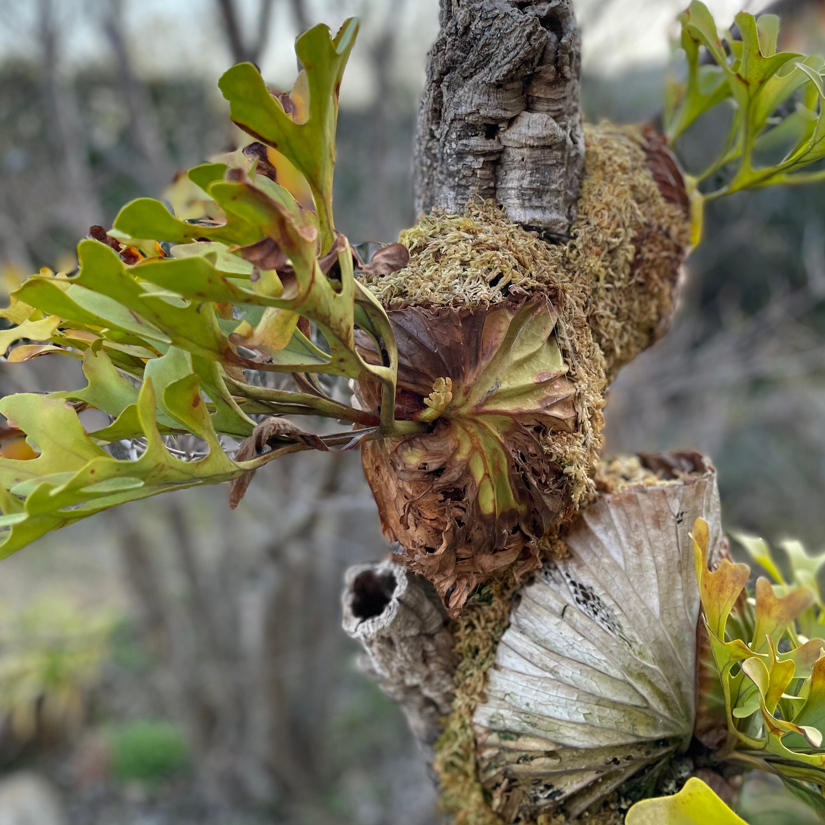 P.ridleyi wild three head | naturefix