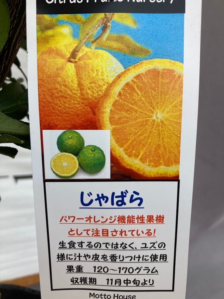 柑橘じゃばら 接ぎ木 花粉症対策 | 日本ライン花木センター