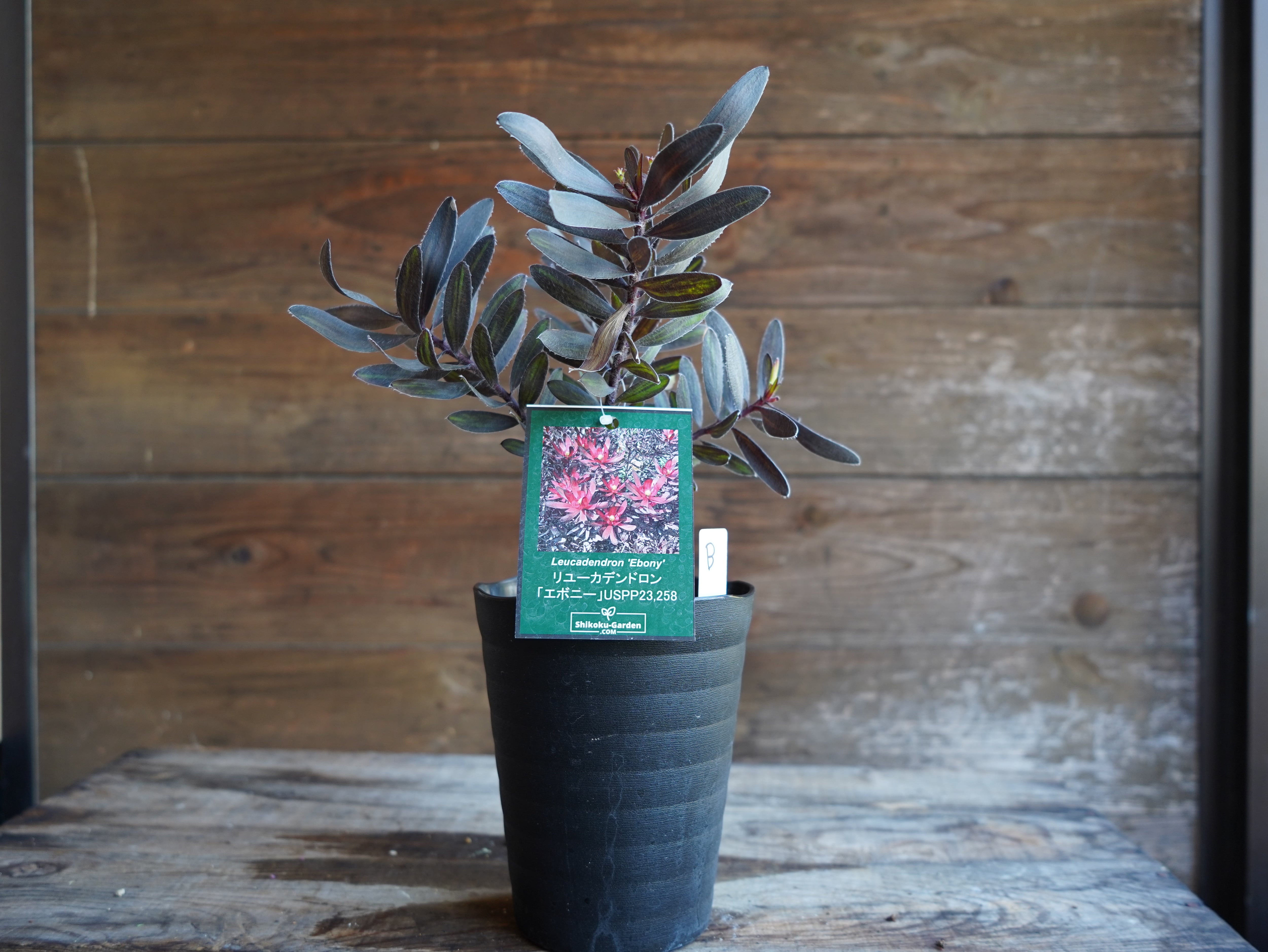 【現物】リューカデンドロン　”エボニー”　B