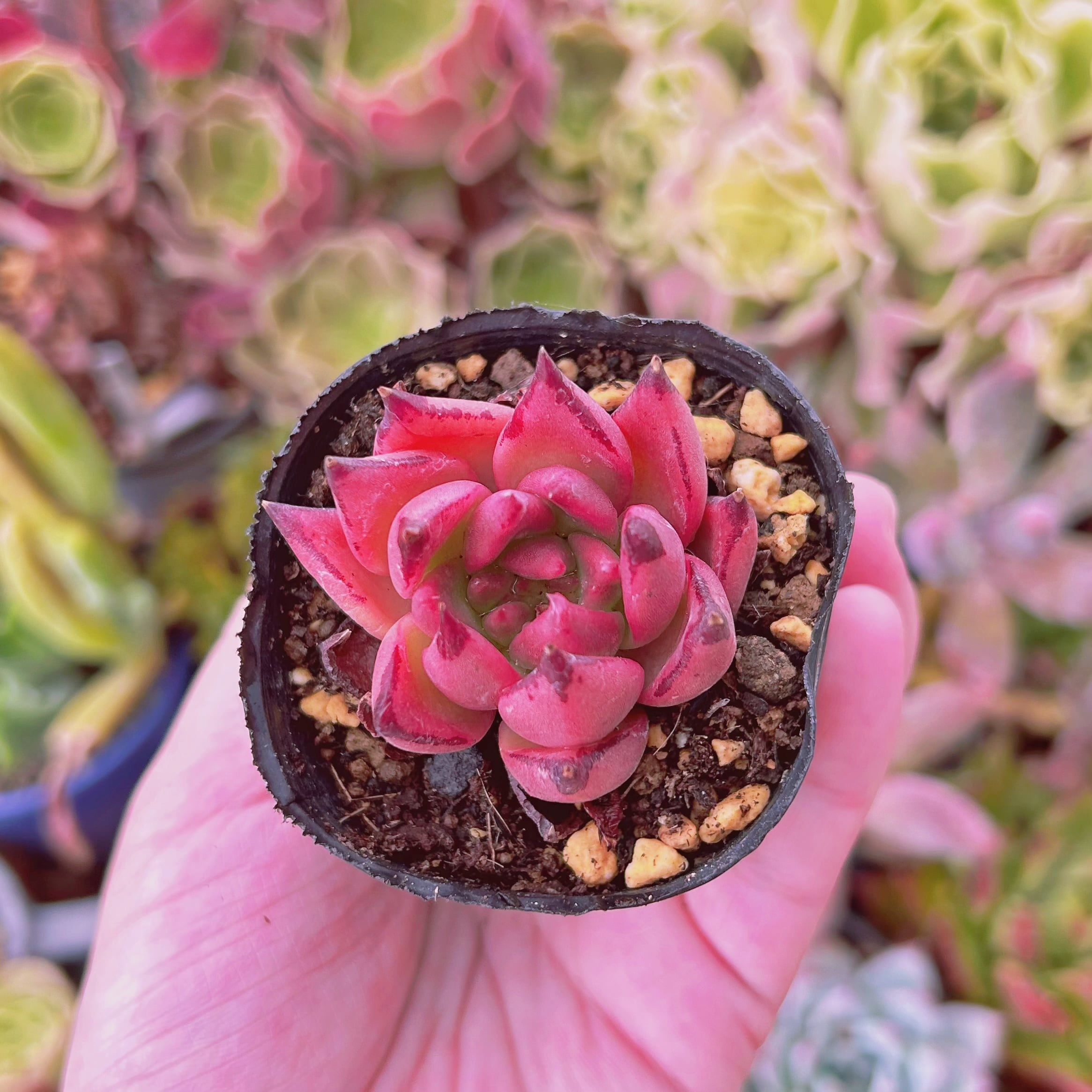 現物　多肉植物　ピンクブロッサム　抜き苗