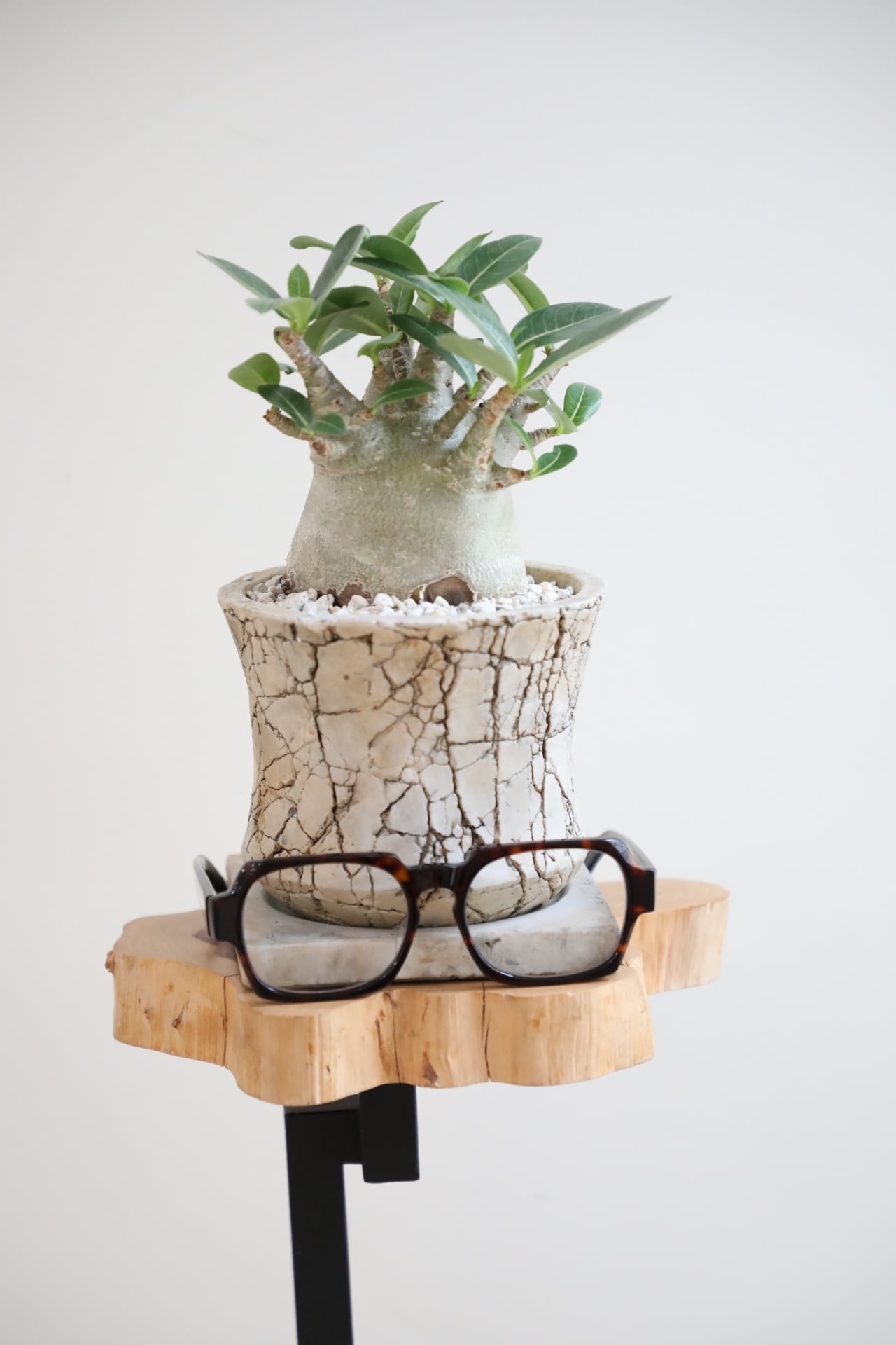 アデニウムモンスター2鉢❗陶器植え❗すぐに飾れます❗可愛い(´・∀・) M】アデニウム モンスター/Adenium arabicum monster ※陶器鉢付き
