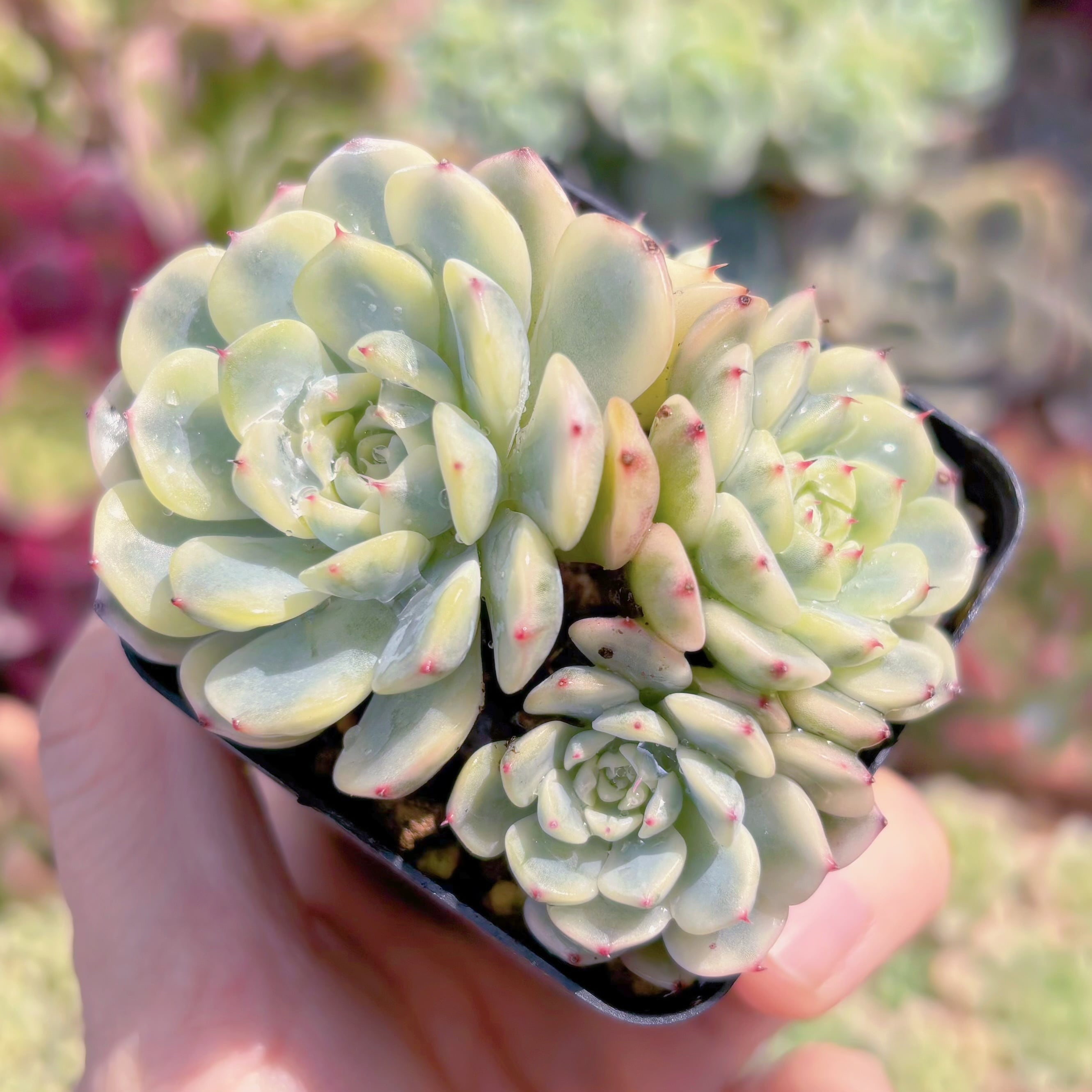 現品　ホワイトミニマ錦#269　るる農園