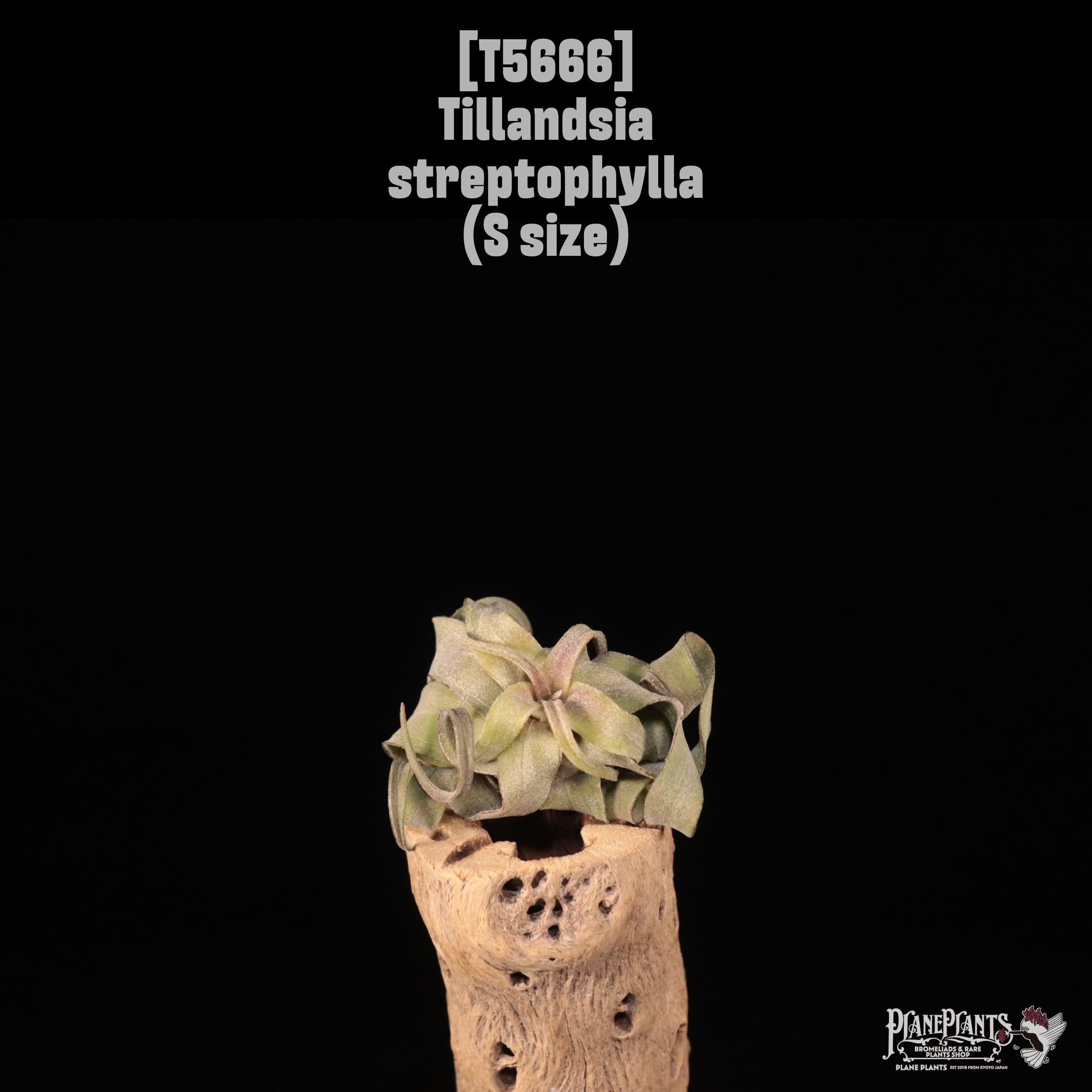 【送料無料】streptophylla S〔エアプランツ〕現品発送T5666
