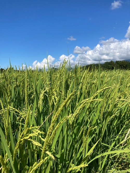 令和8年佐渡産コシヒカリ　5㎏・画像7