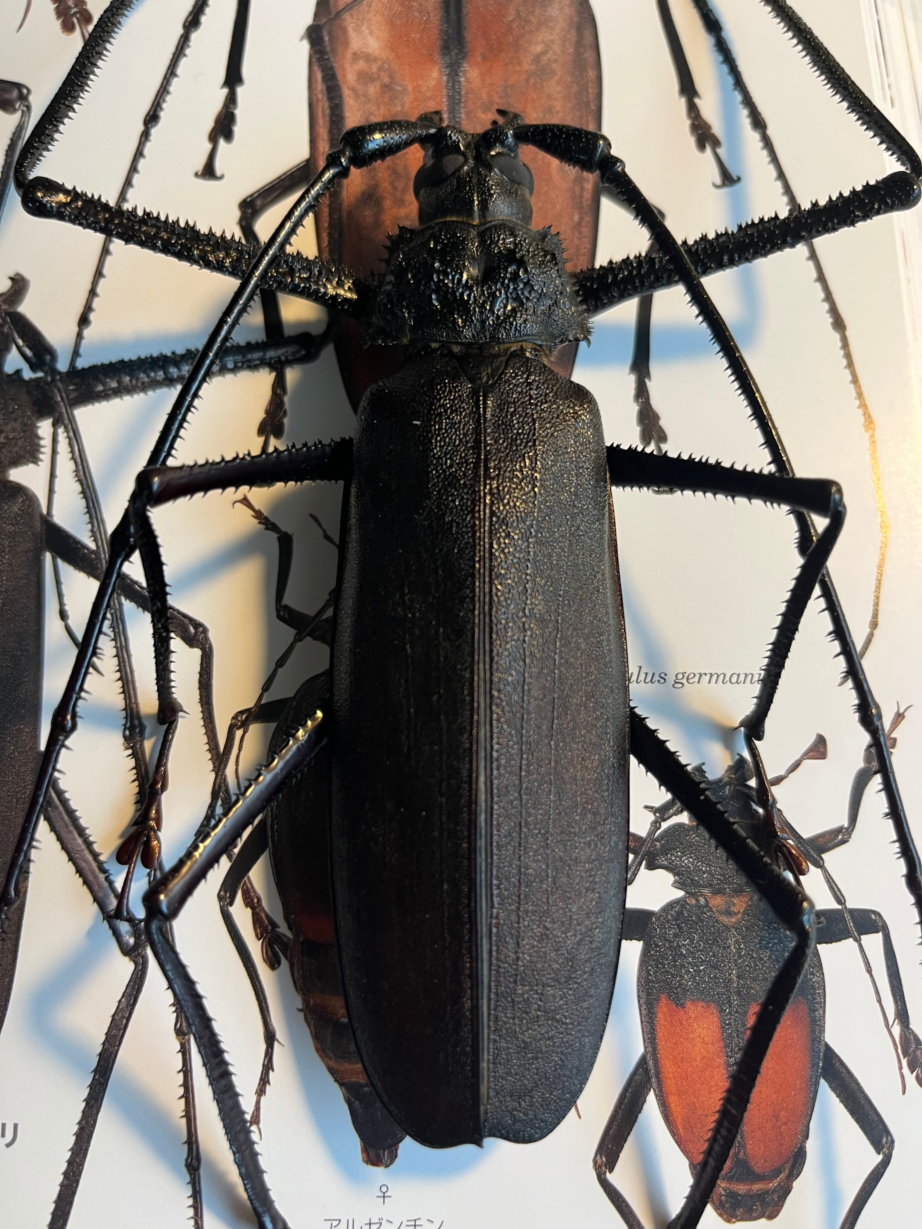 まとめ　【125mm♂】ハイエシオオウスバカミキリ オオウスバカミキリ標本など まとめ 【125mm♂】ハイエシオオウスバカミキリ オオウスバカミキリ
