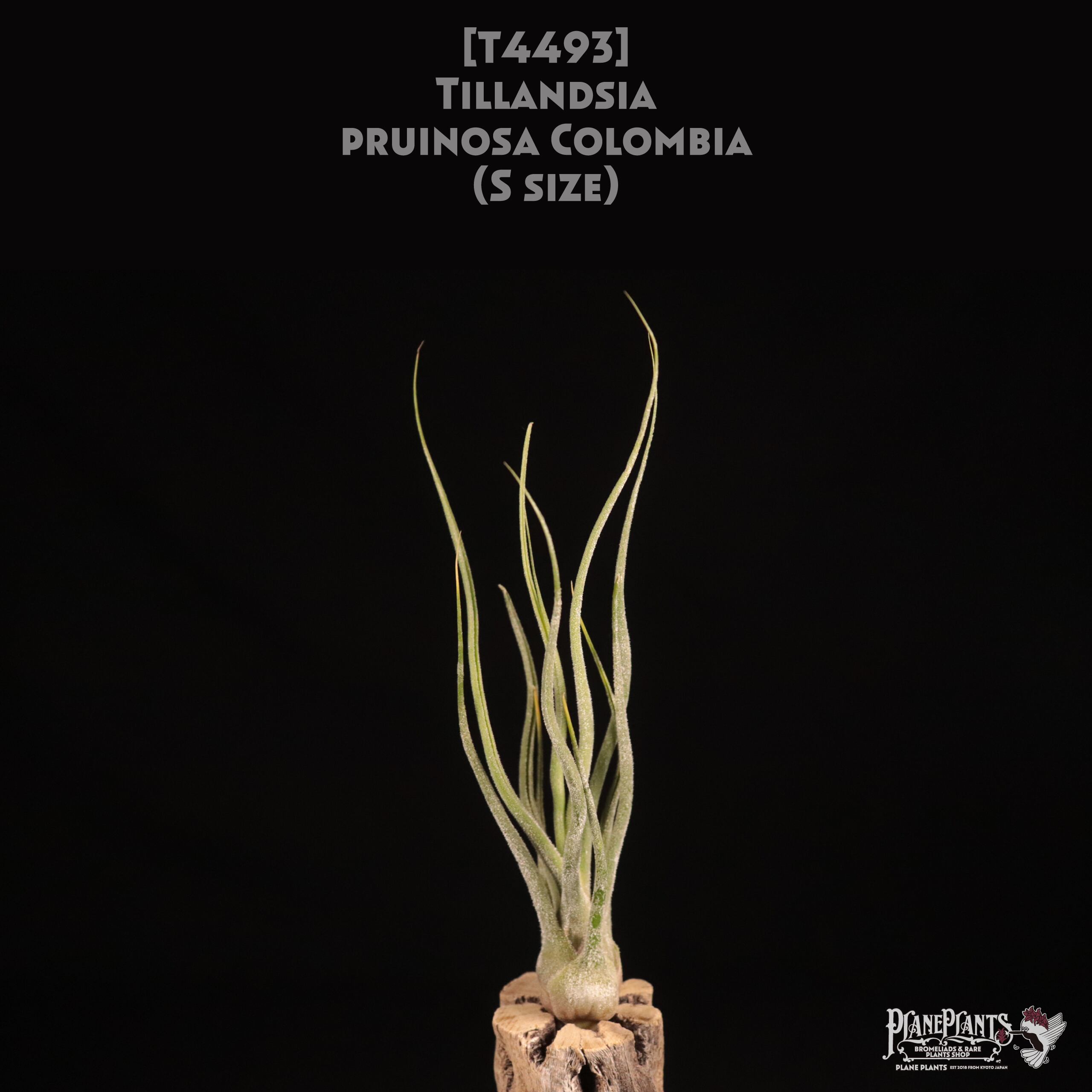【送料無料】pruinosa Colombia S〔エアプランツ〕現品発送T4493
