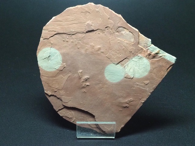 レア標本！小型爬虫類の足跡【unidentified Foot Print】【166 g】アメリカ・ユタ州産/恐竜/化石/爬虫類/両生類/Prolacertiform