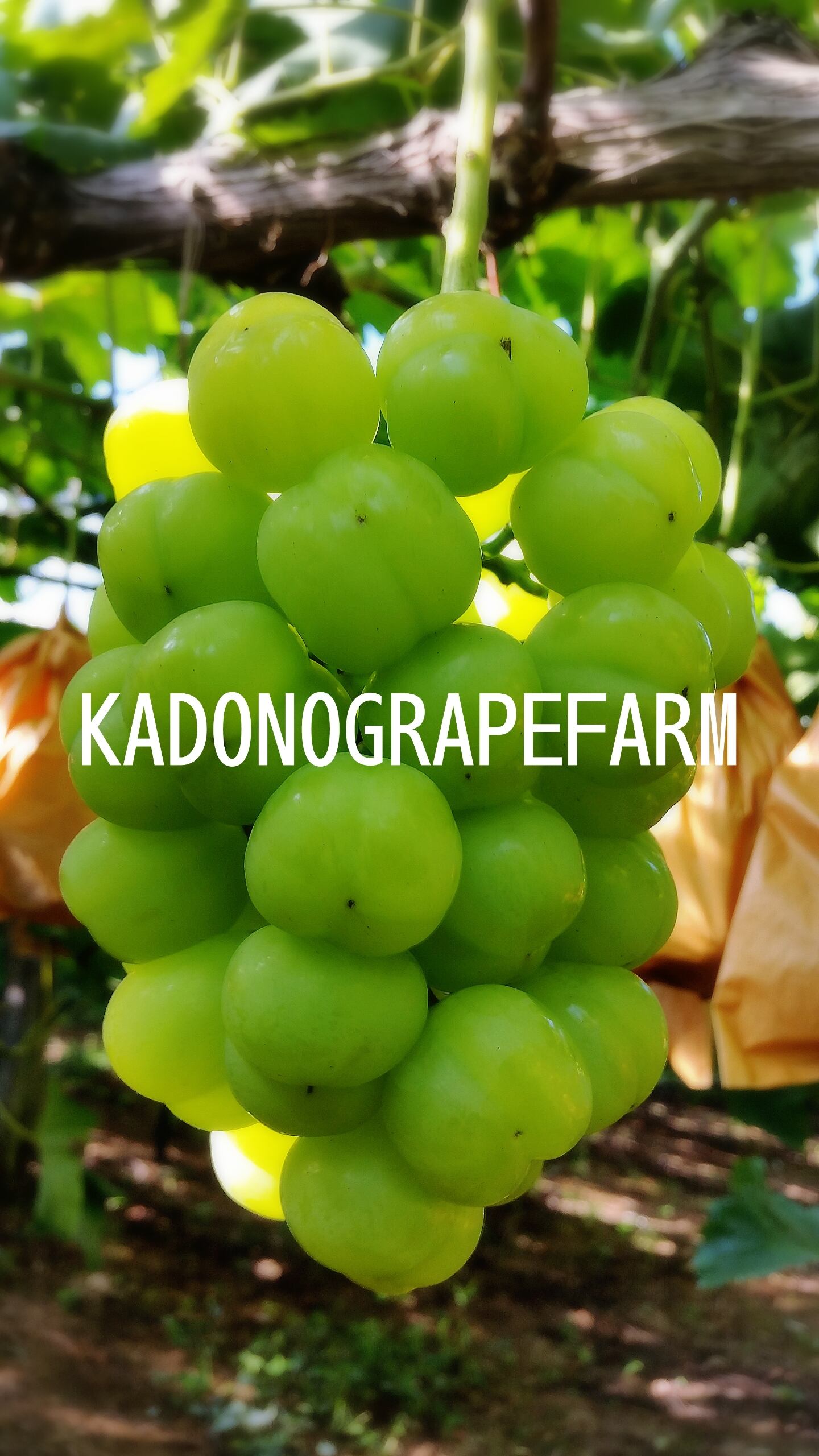 特選】瀬戸ジャイアンツ 2kg (3～4房入) | 門野葡萄園 ONLINE SHOP