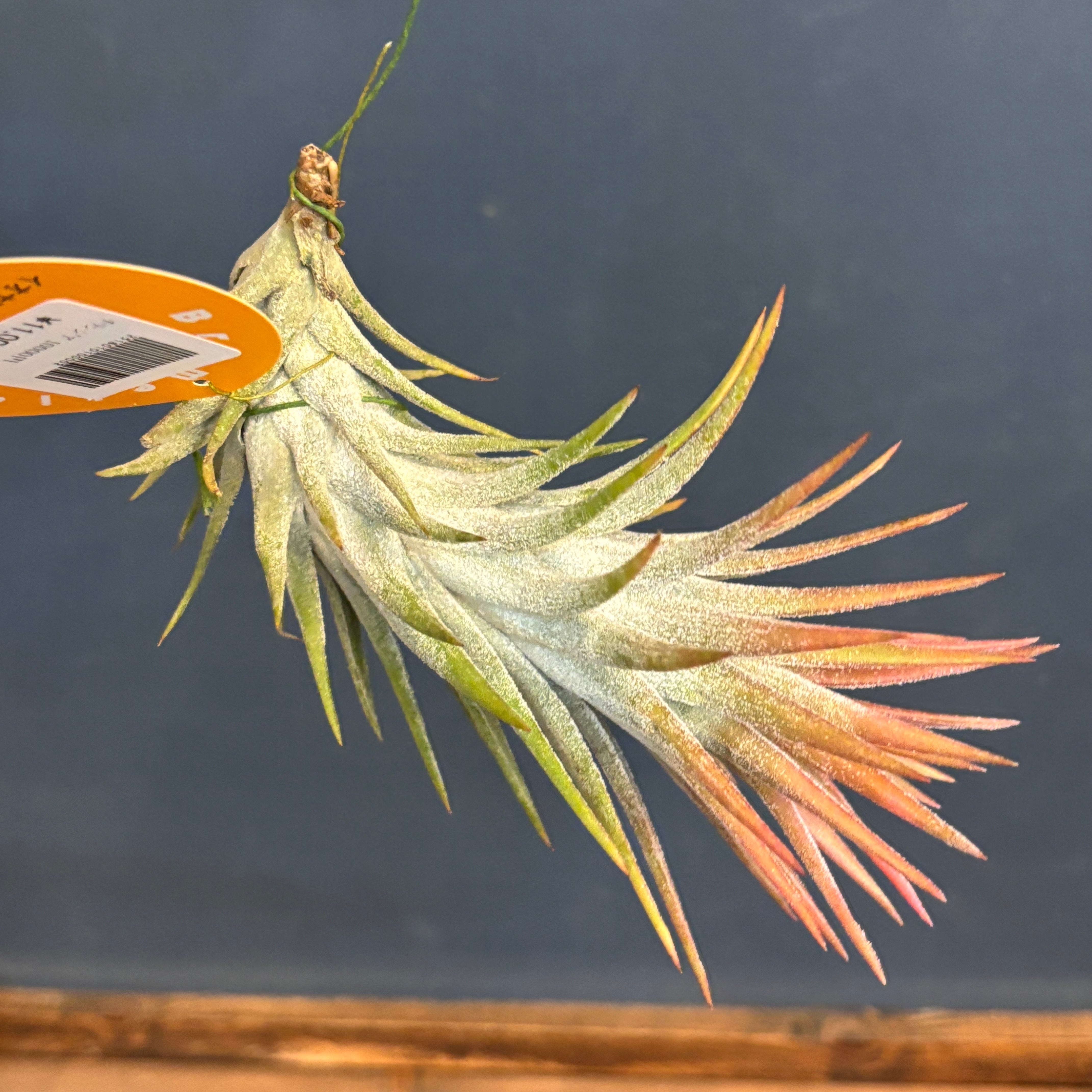 チランジア バンハイニンギー クローズドタイプ XL【967】 | PROTOLEAF