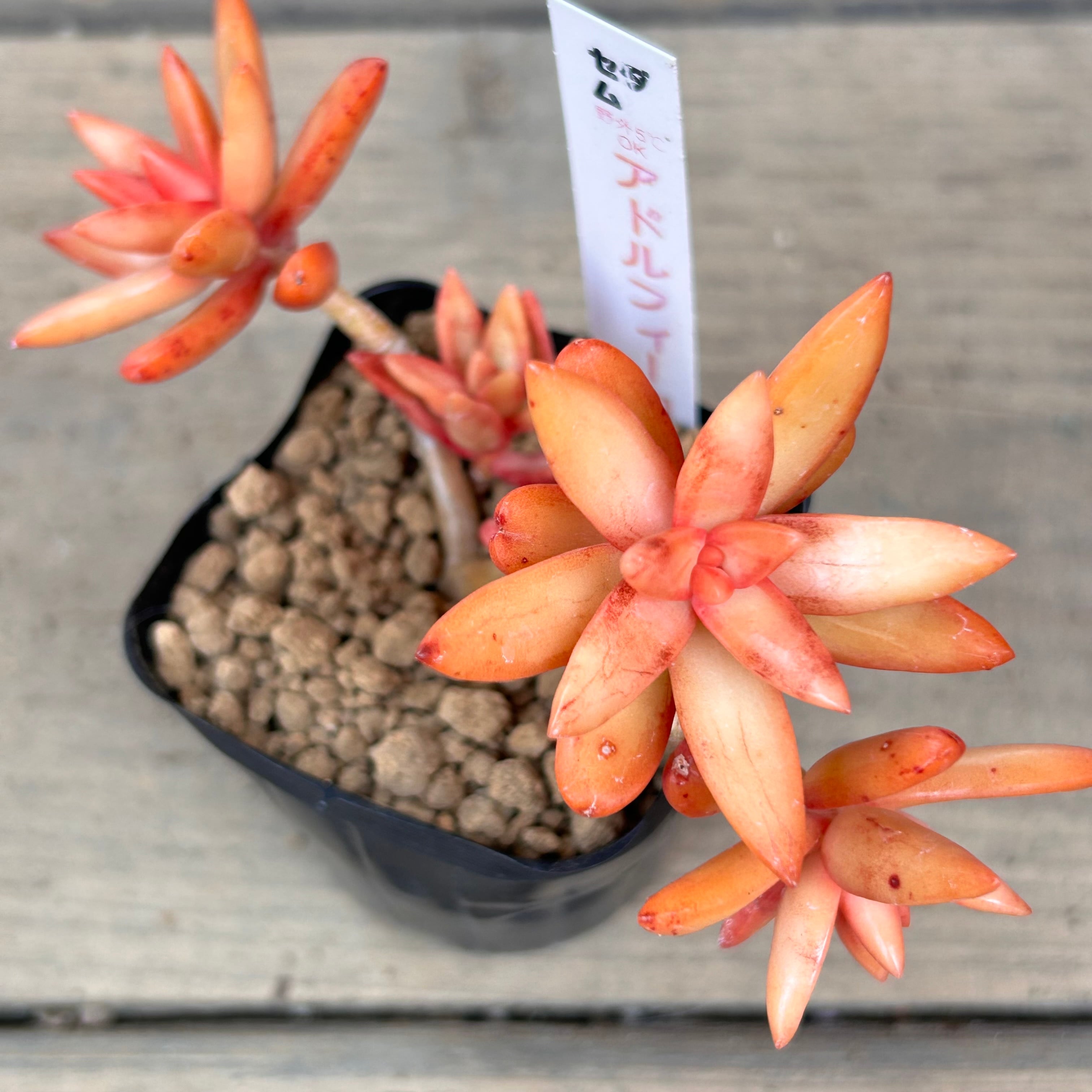 アドルフィーコッパー | RuPo 多肉植物専門店