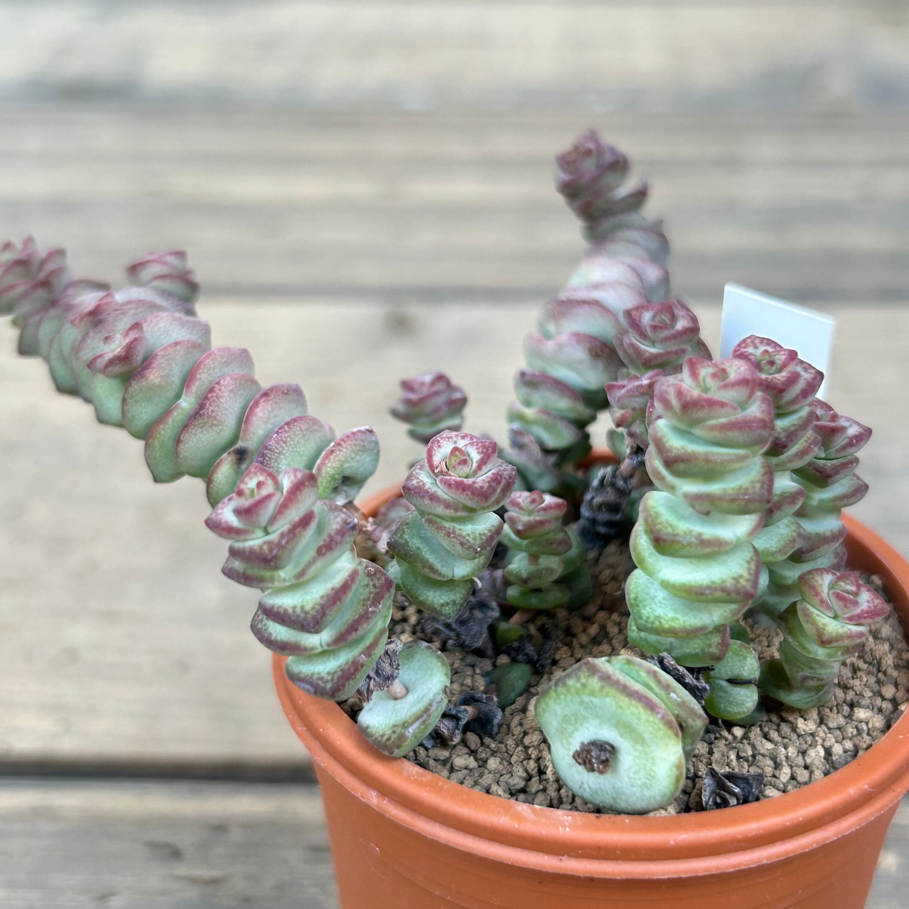 舞乙女 | RuPo 多肉植物専門店