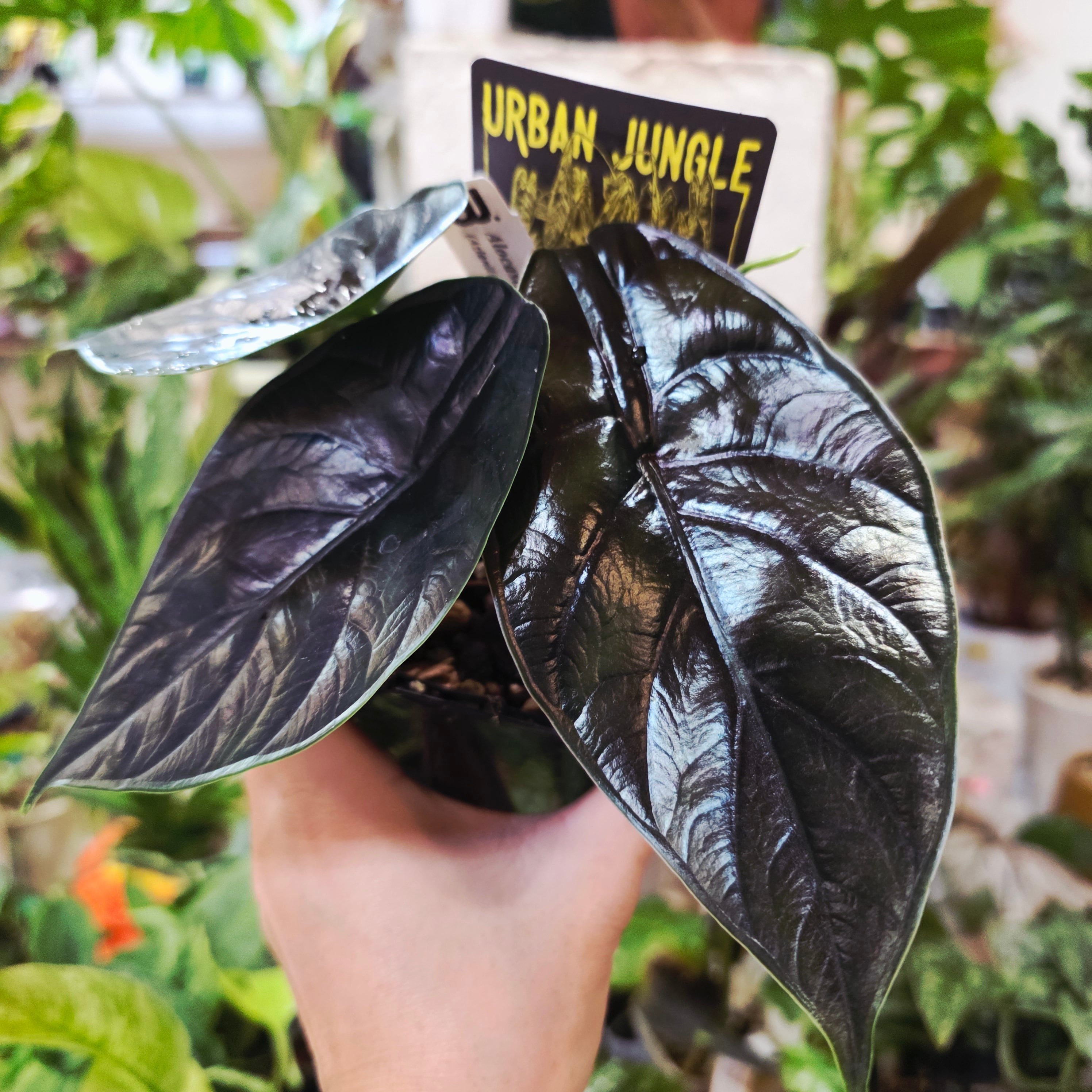 観葉植物 | HAPPAX