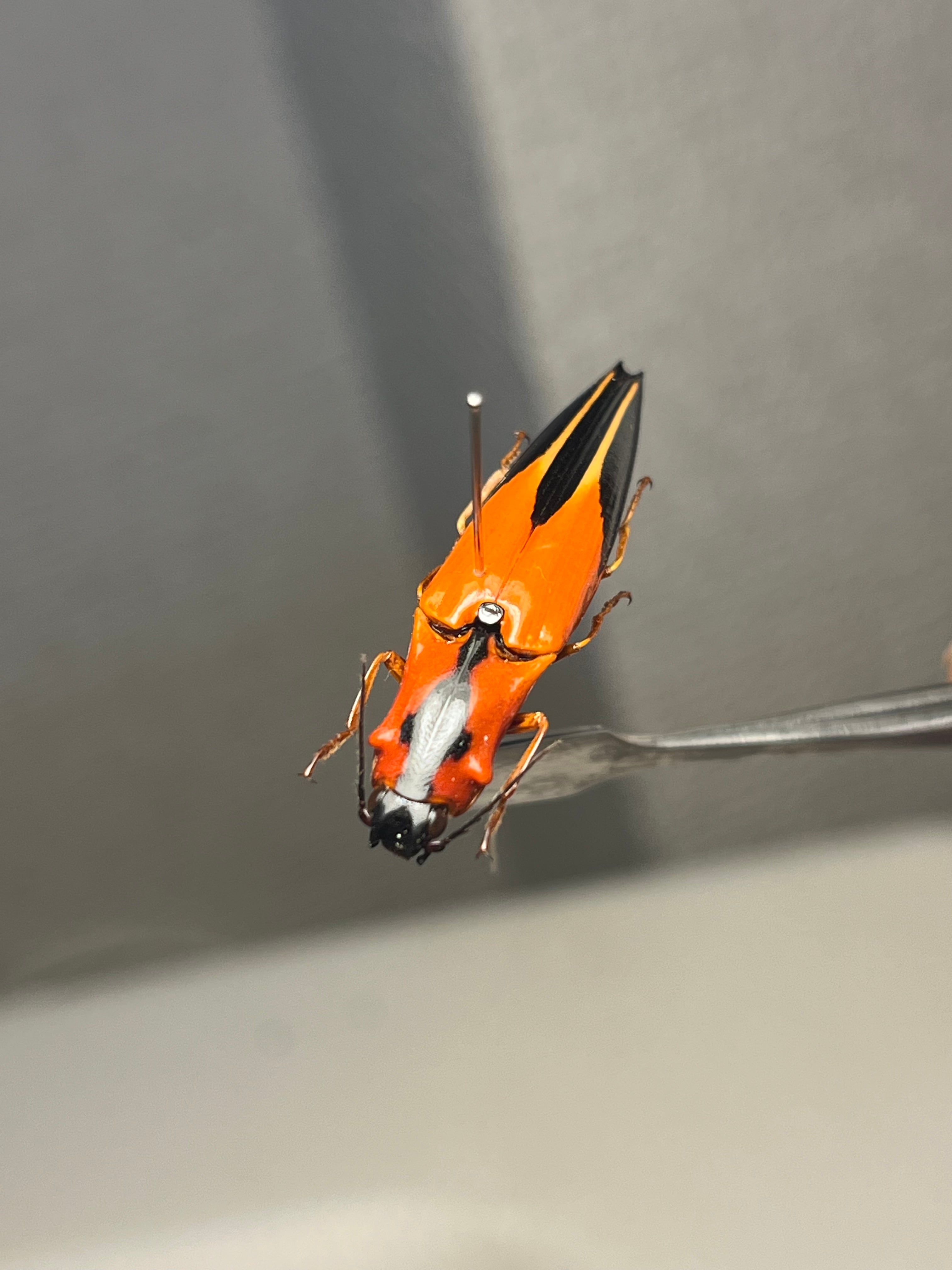 【32mm】フェラーリコメツキムシ アングラトゥスミカドコメツキムシ甲虫昆虫標本 32mm】フェラーリコメツキムシ アングラトゥスミカドコメツキムシ 甲虫