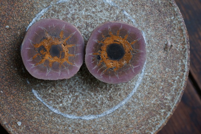 セプタリア　Sptaria　ペア