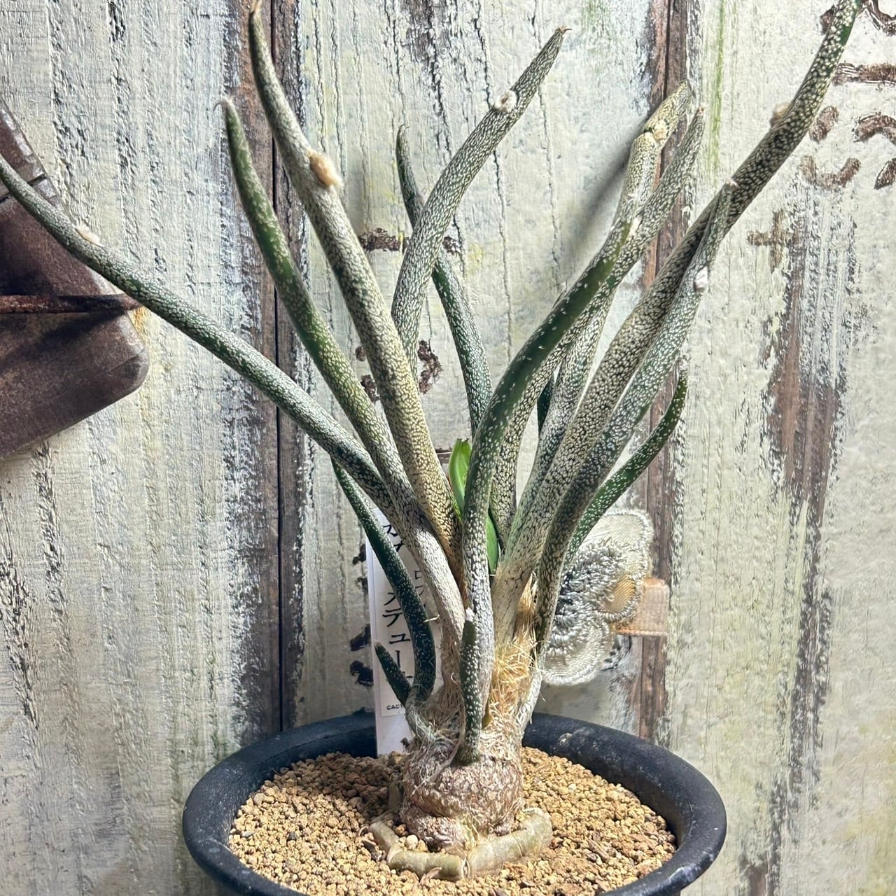 T)カプトメデューサ アストロフィツム接木 | RuPo 多肉植物専門店