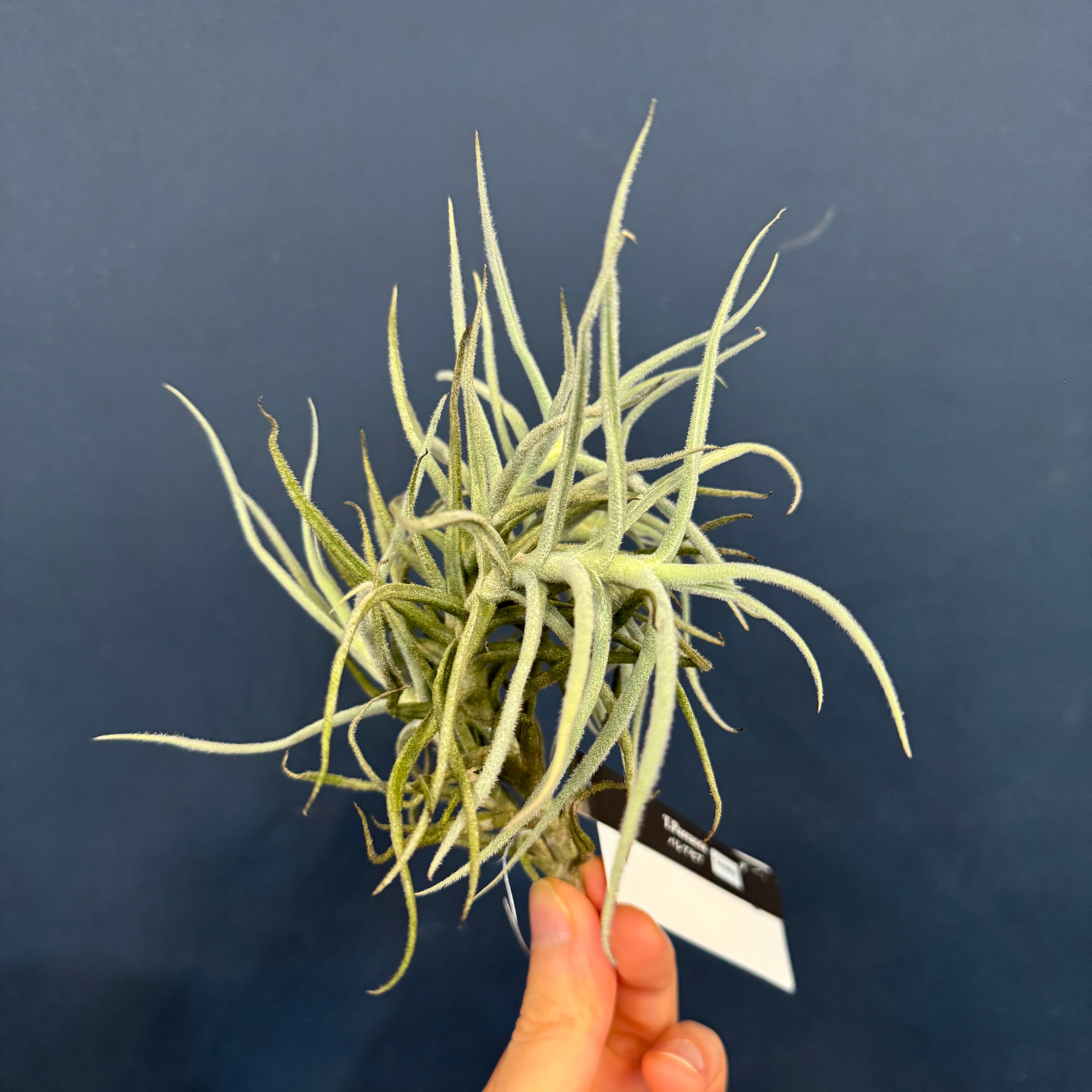 チランジア パドレ パドレ（ローランドゴッセリニーxチアペンシス）04号 | air-plants