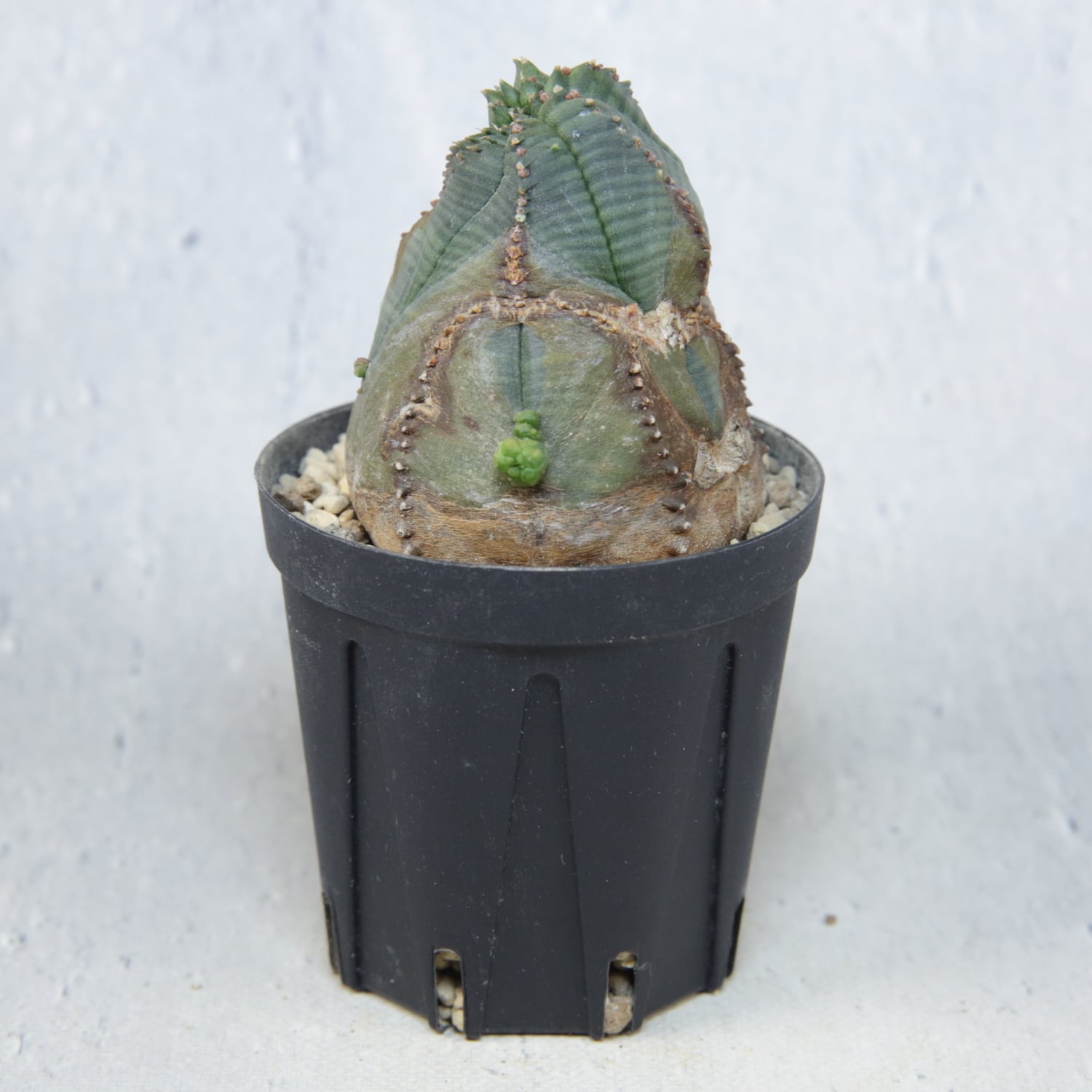 木質化 捻じれ マイクロ オベサ / 木質化 ユーフォルビア | LIGHTHOUSE