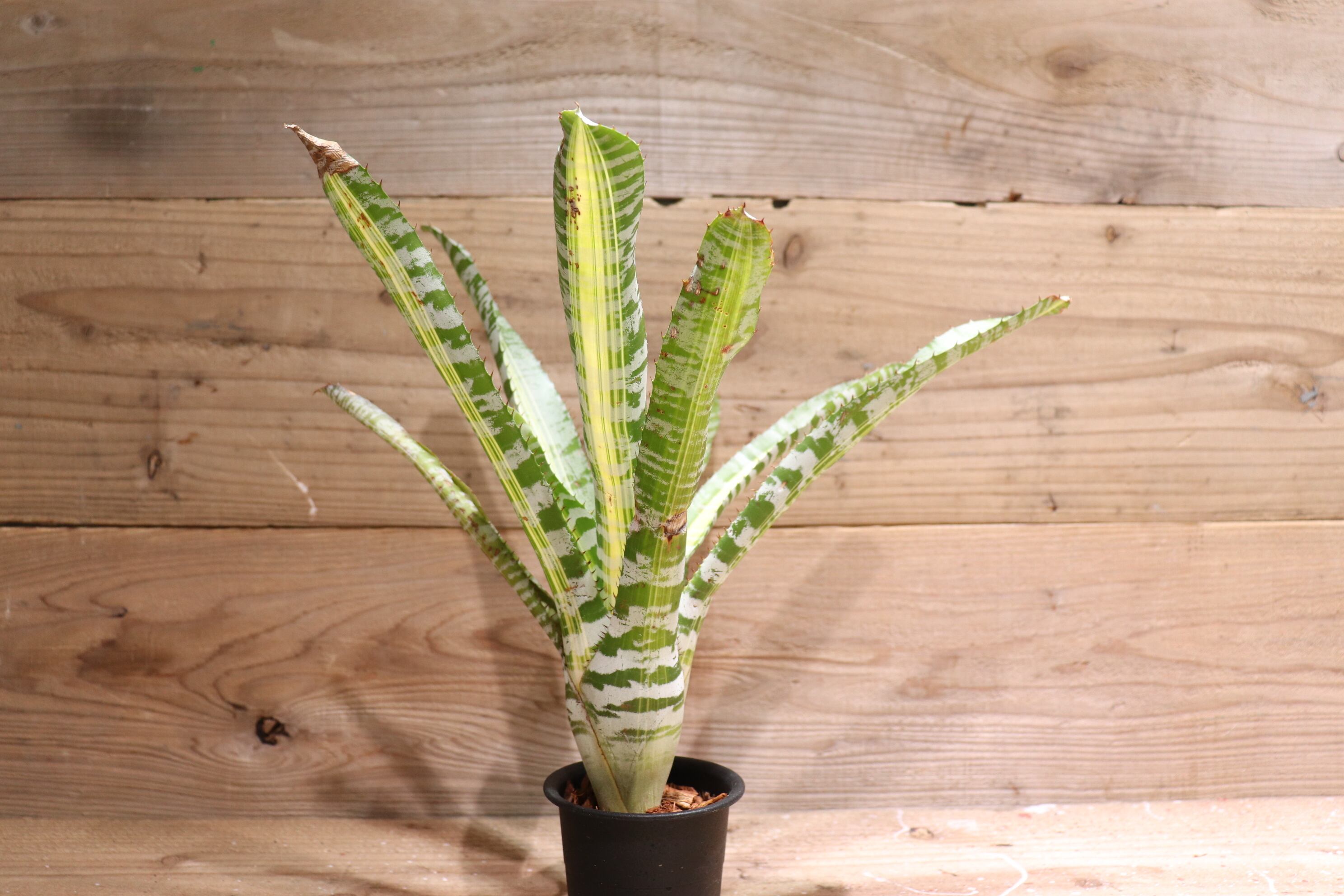 送料無料】Aechmea 'Vista'〔エクメア〕現品発送A0028 | plane plants