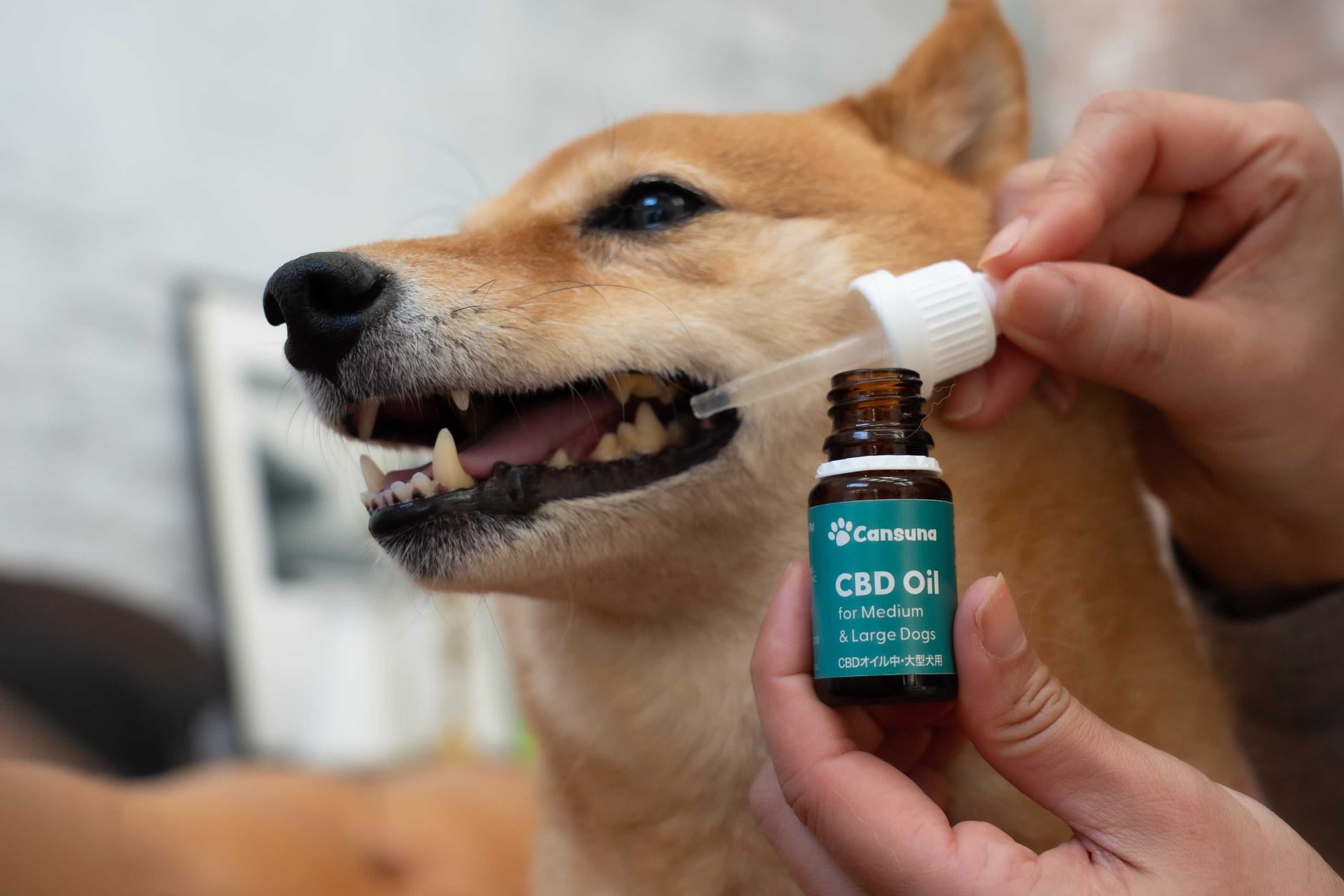 Cansuna イヤードロップ（犬用） CBDオイル 小型犬用 | 4,620円（税別） | cansuna