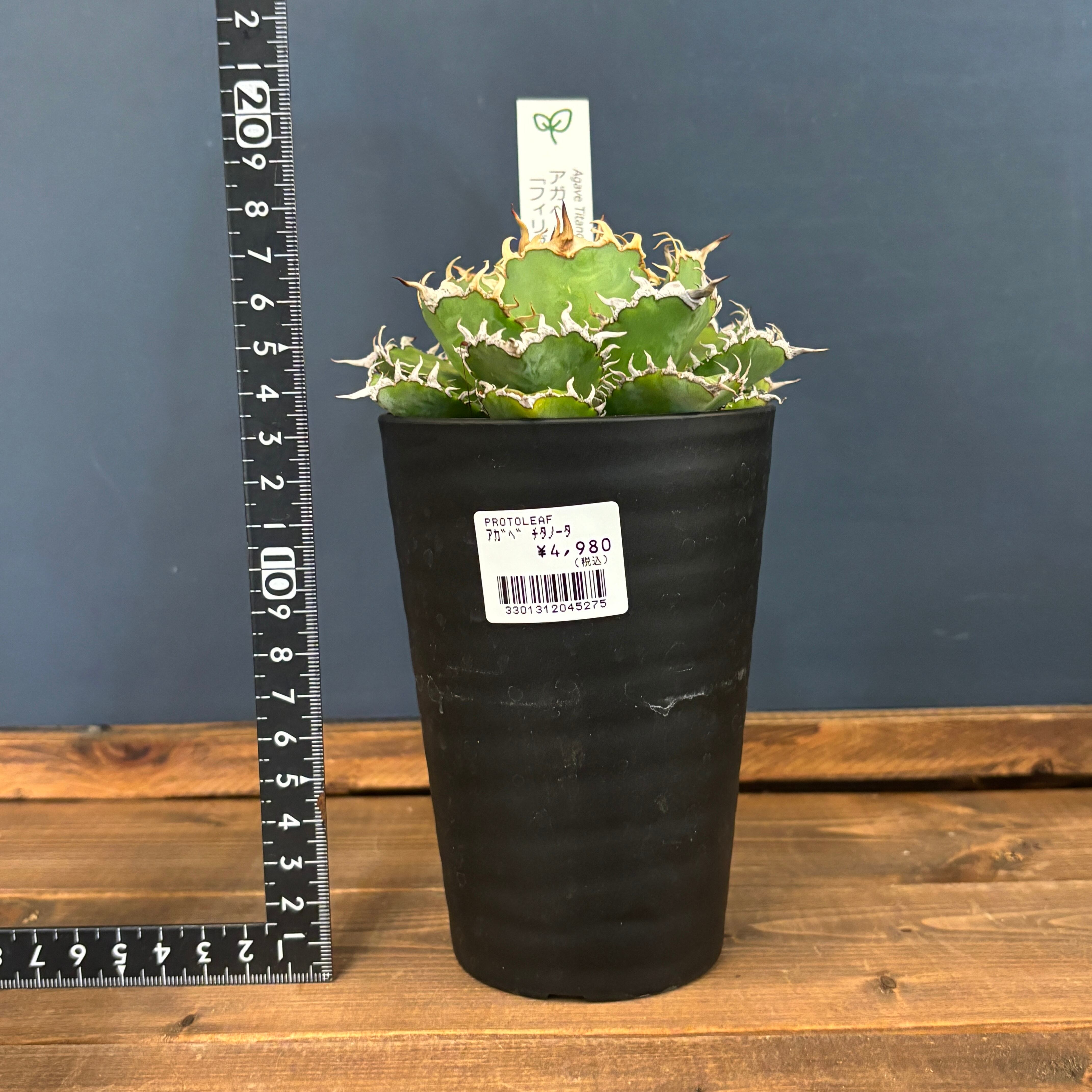 アガベ チタノタ フィリグリー【777】 | PROTOLEAF プロトリーフ